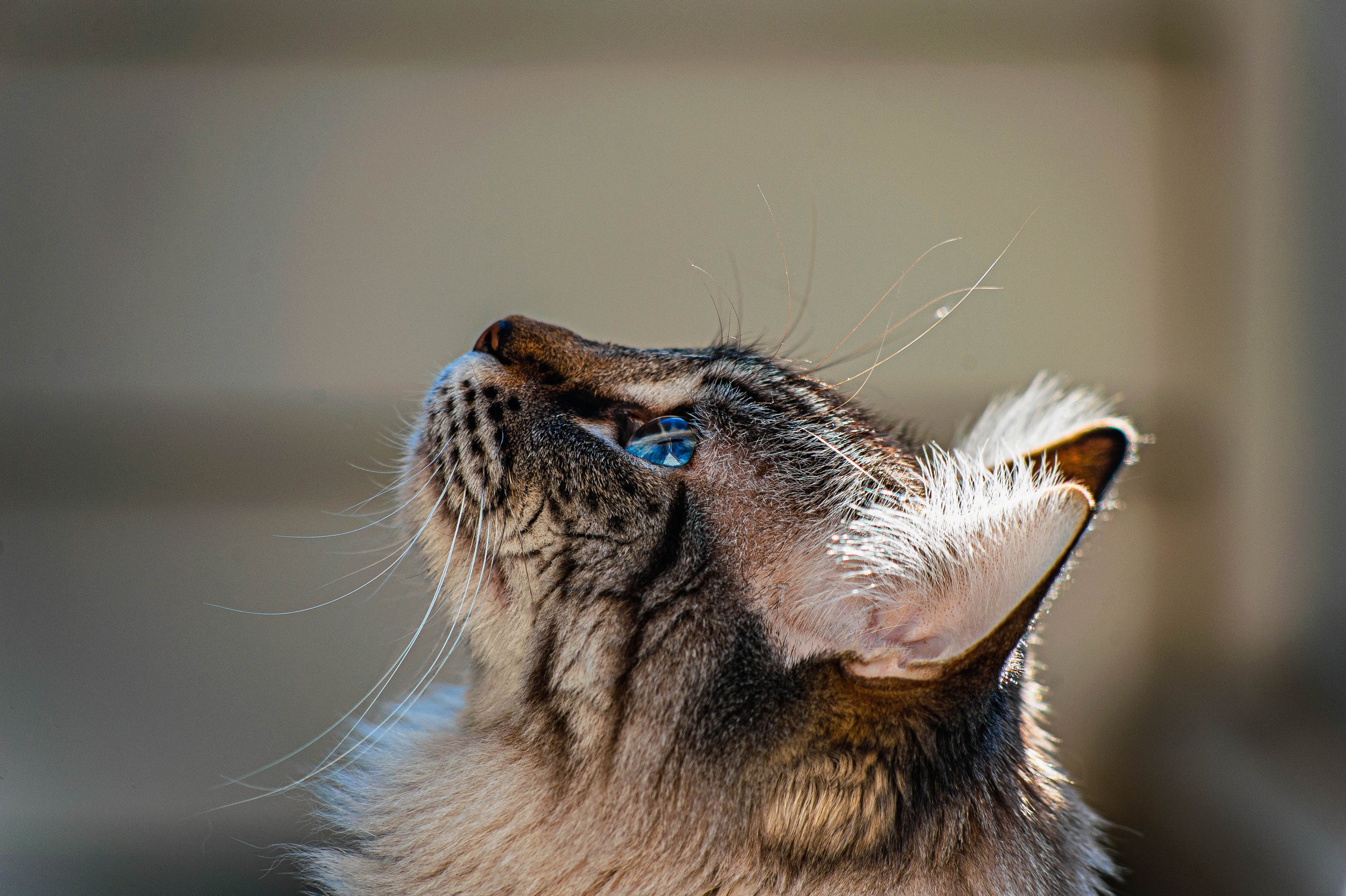 Close-up of a tabby cat looking upward with blue eyes, sunlight illuminating its fur.