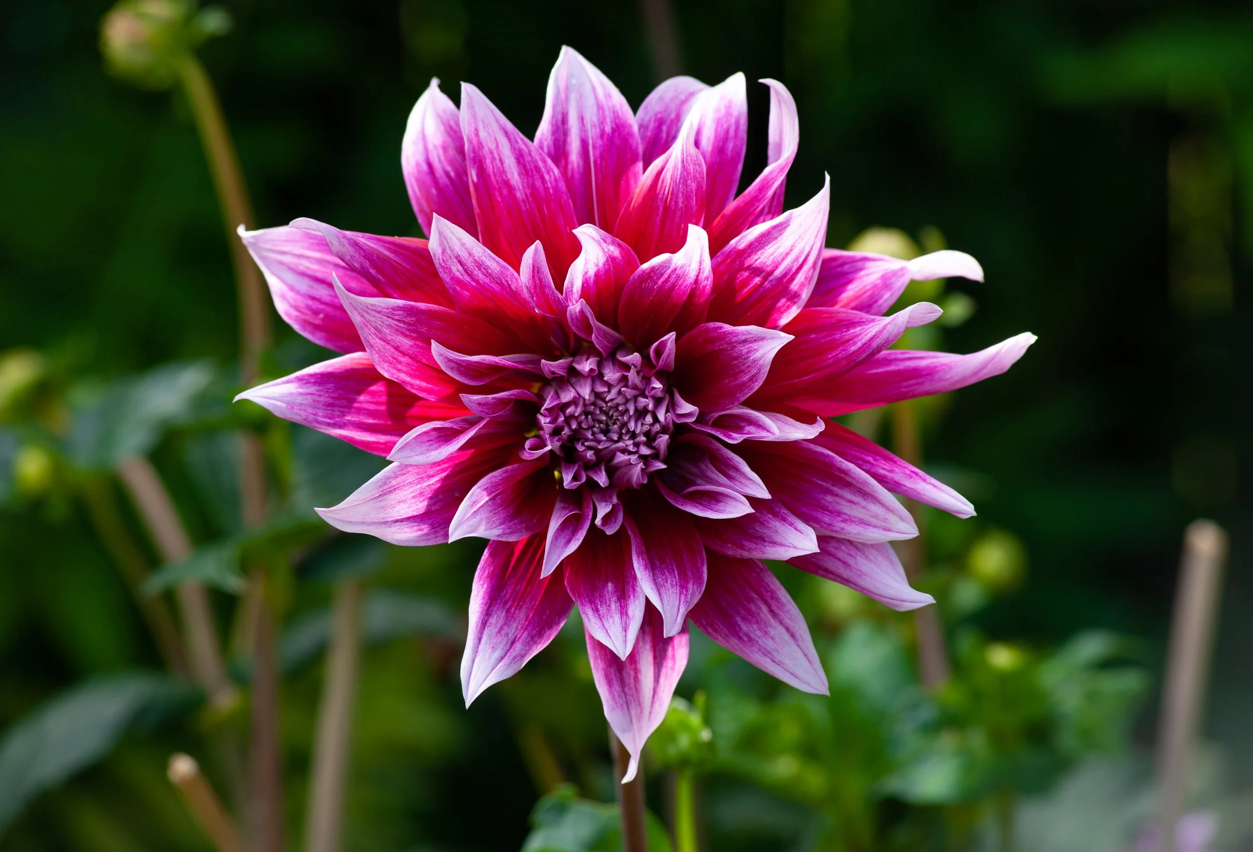 Close-up of a pink and purple dahlia flower with multiple layers of petals, set against a blurred green background.