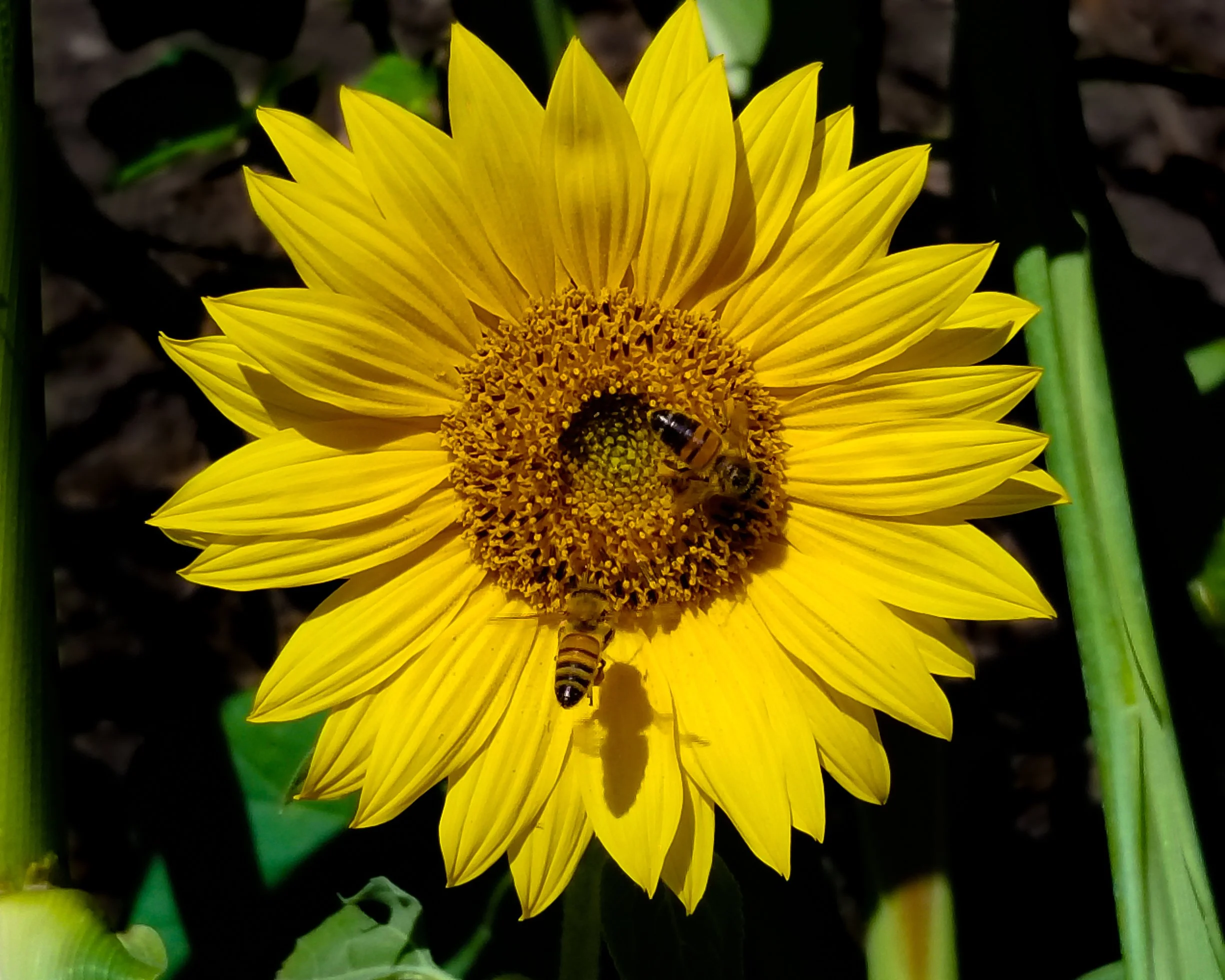 A yellow sunflower with two bees on the central disk, surrounded by green leaves and stems.