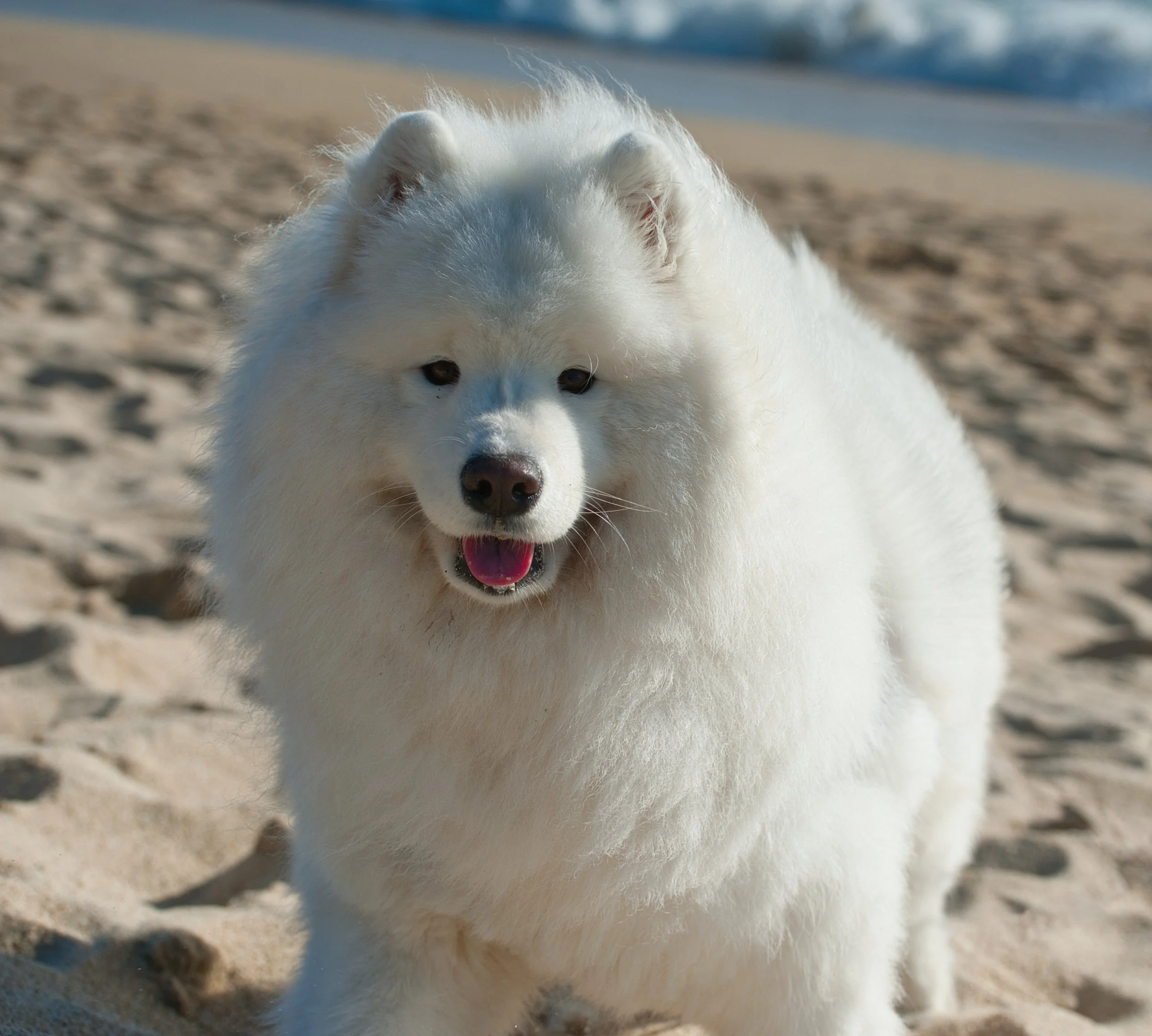 A fluffy white dog, likely a Samoyed, standing on a sandy beach with water and mountains in the background.