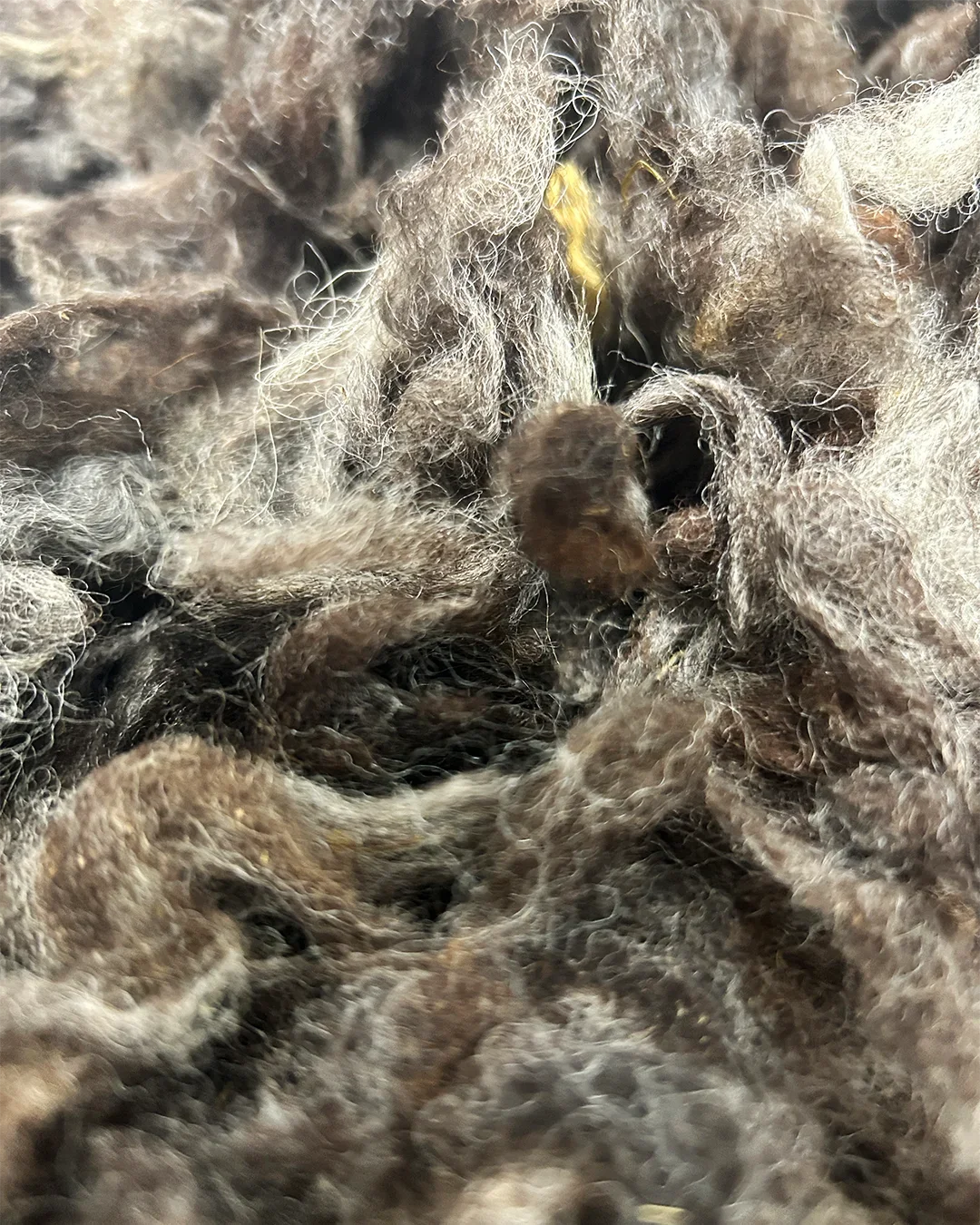 Lampaan hukkavillaa lähikuvassa.