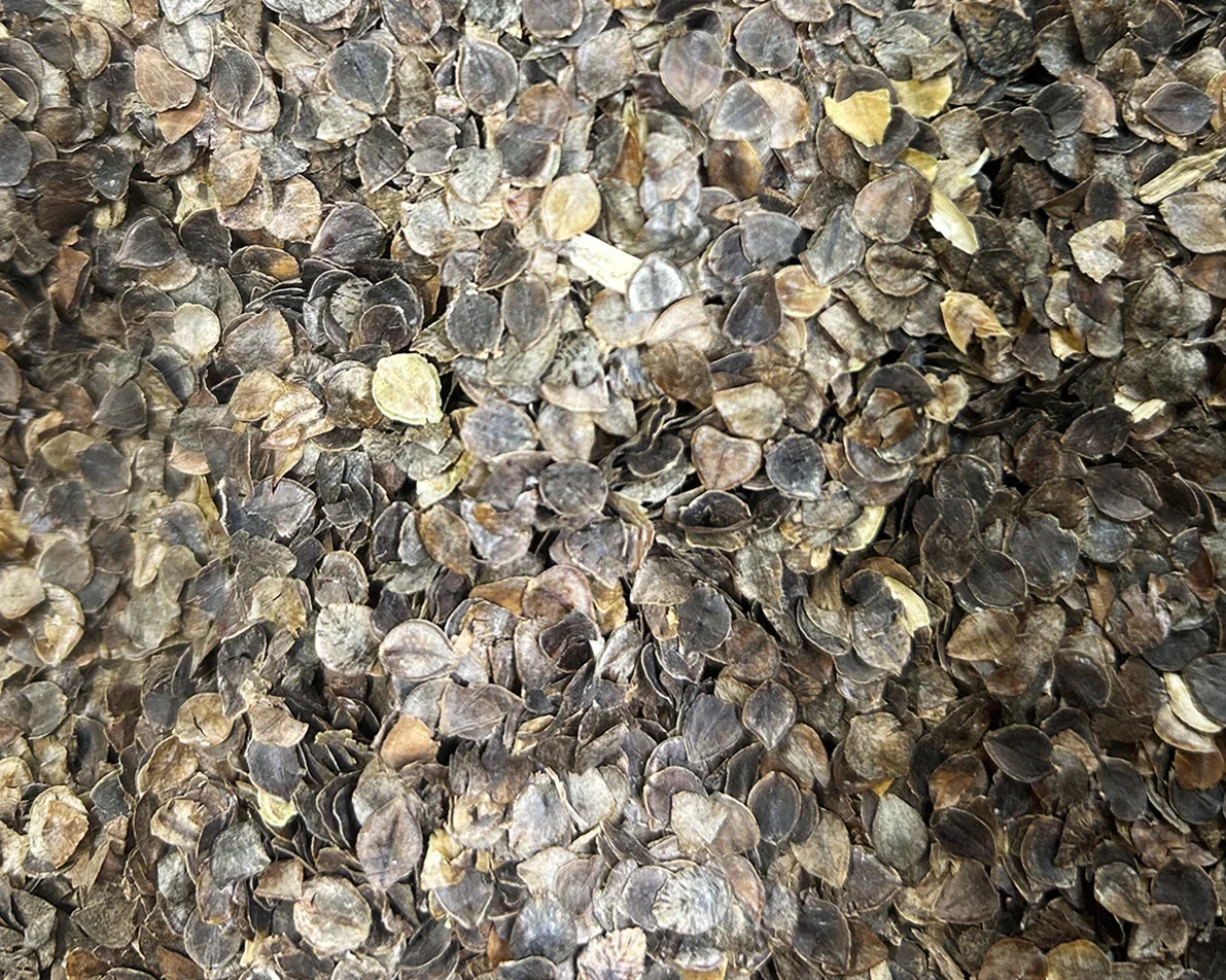 Tattarin kuorta lähikuvassa.