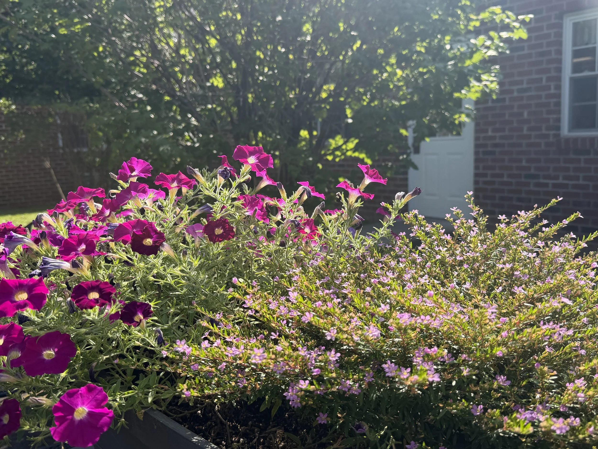 IMG_9415.jpeg