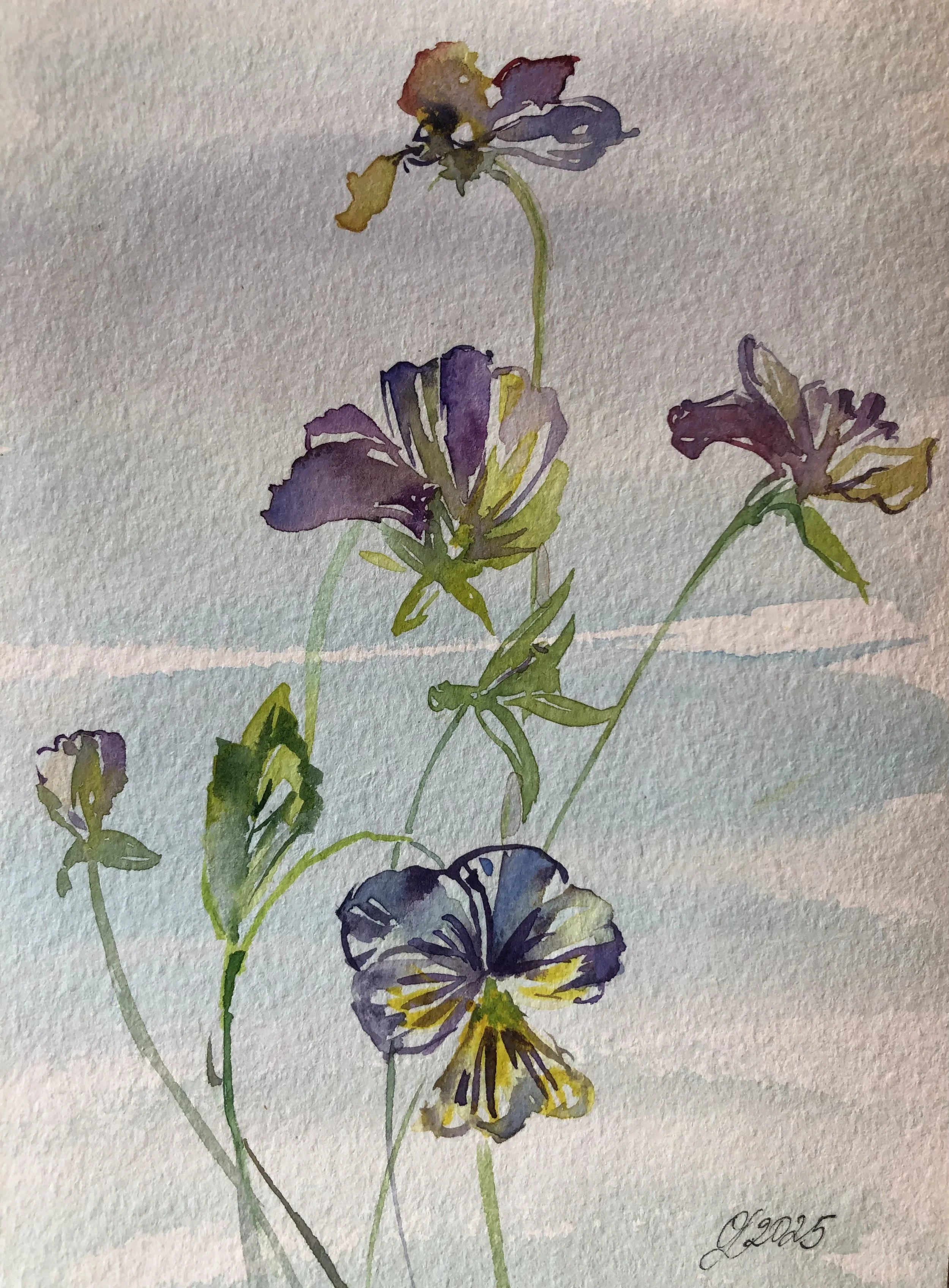 Kannikesed | Анютины глазки