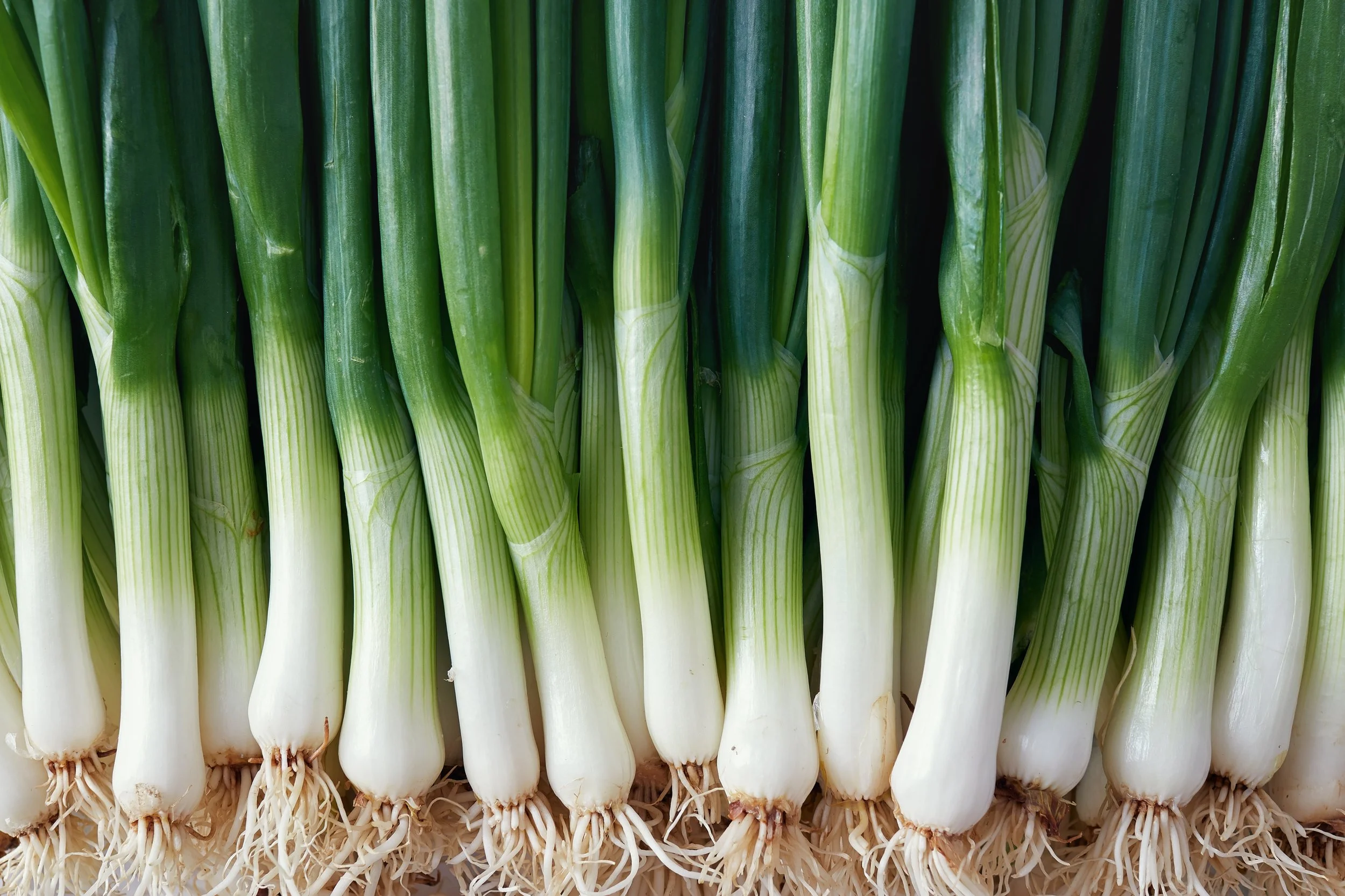 Close-up of fresh green onions with white bulbs and roots at the bottom.