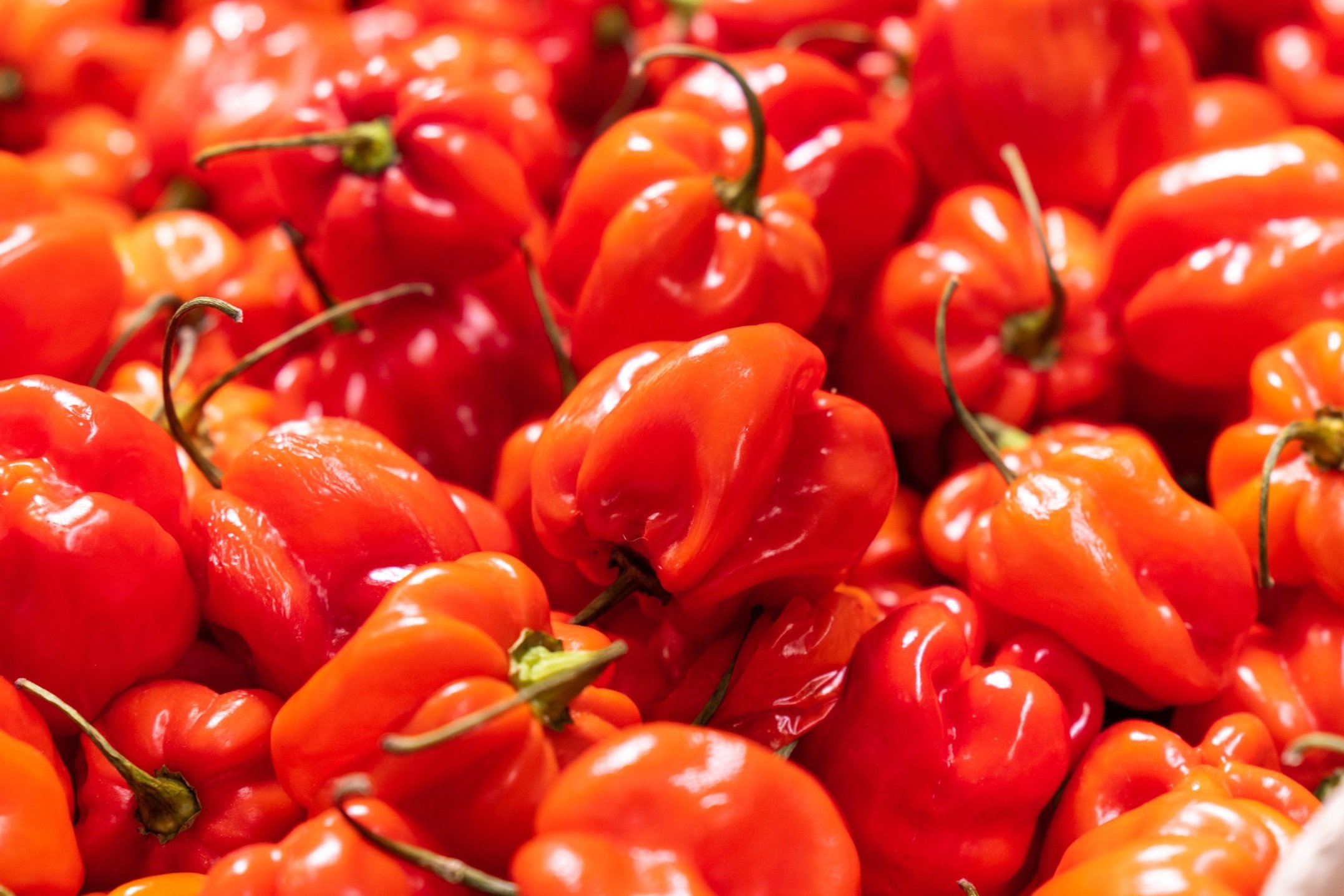 Close-up of multiple ripe red habanero peppers with glossy surface and green stems.