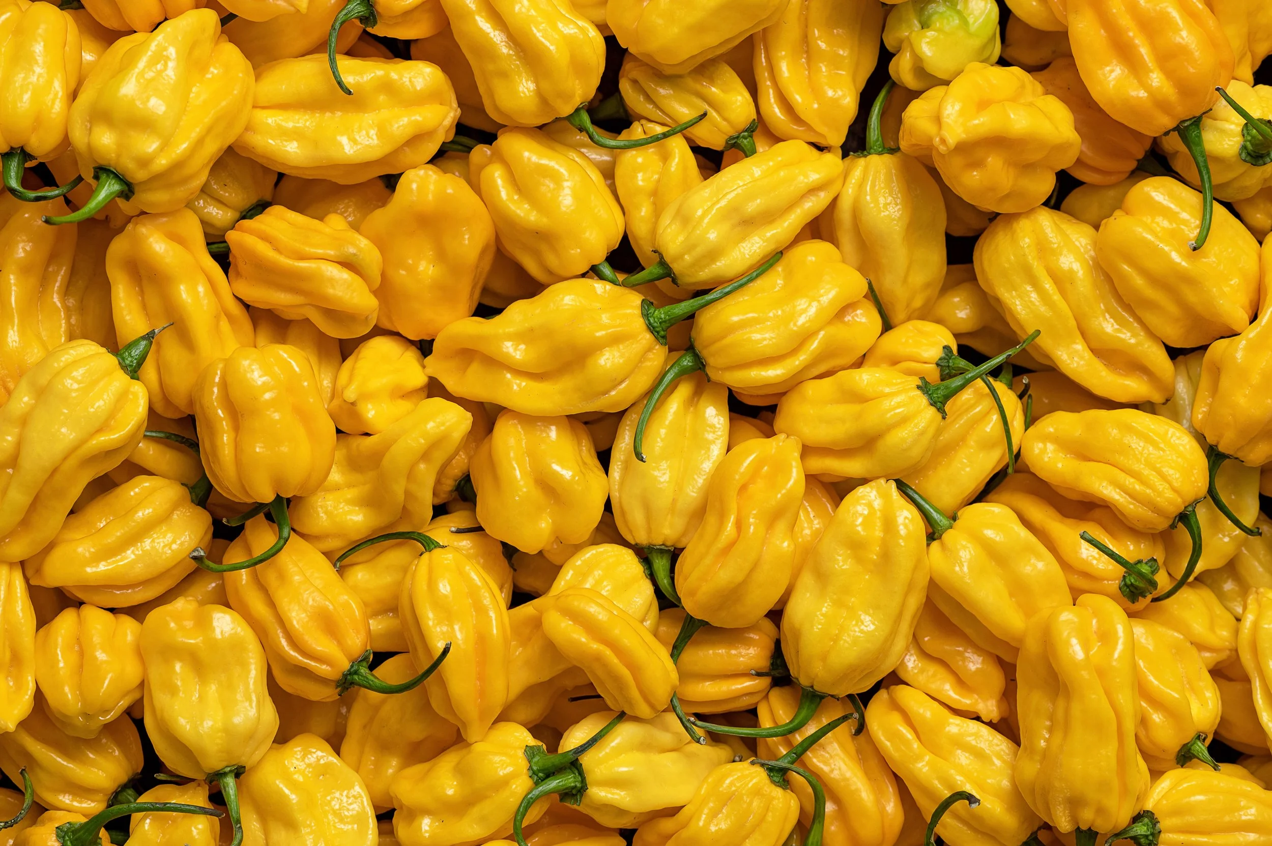 A close-up of numerous yellow habanero peppers with green stems.