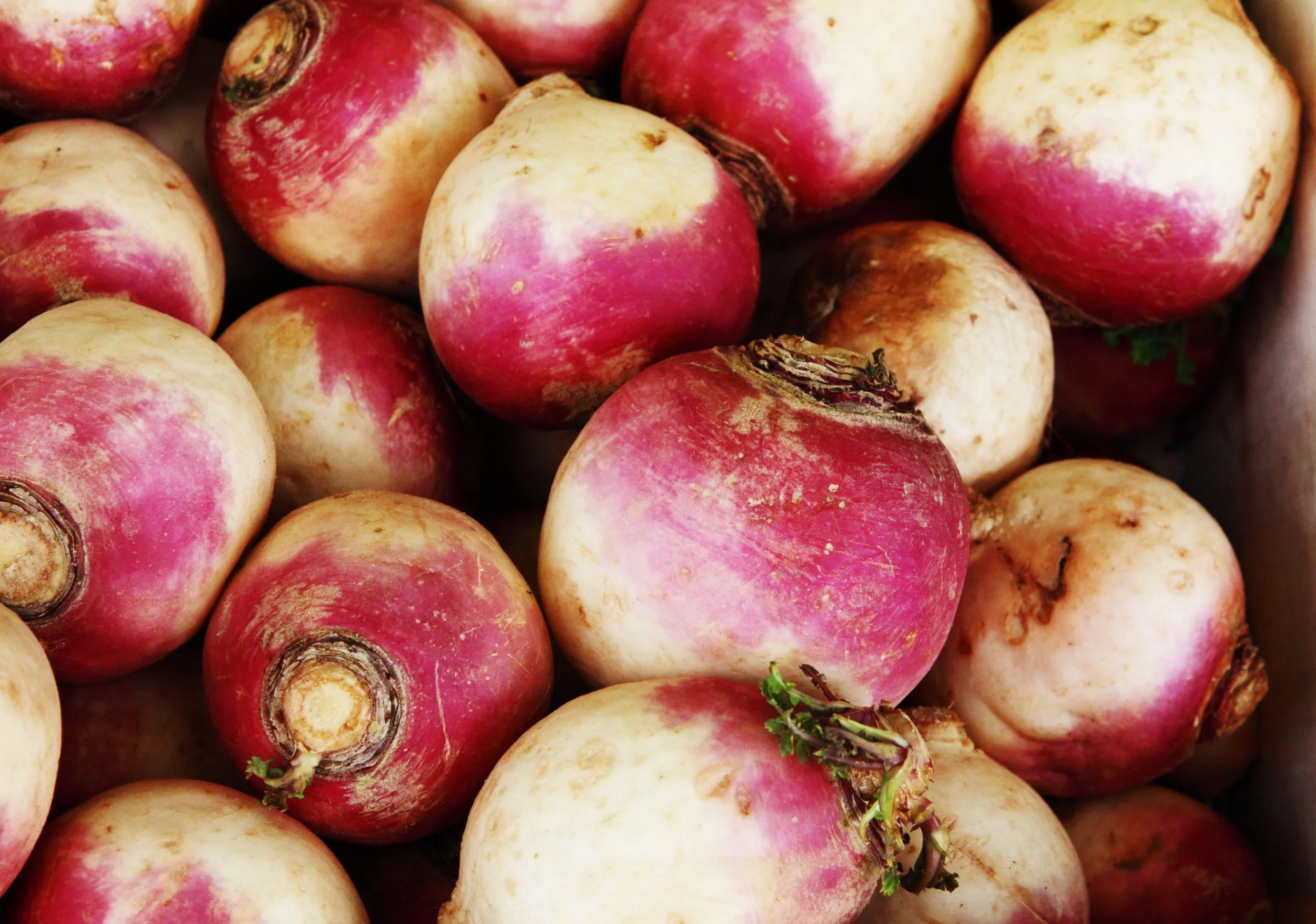 Close-up of fresh turnips with pink and white skin and some with green sprouting tops.