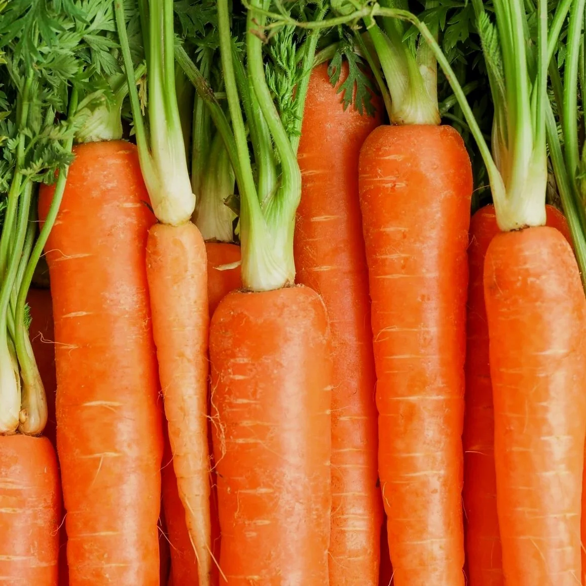 Close-up of fresh orange carrots with green tops still attached.