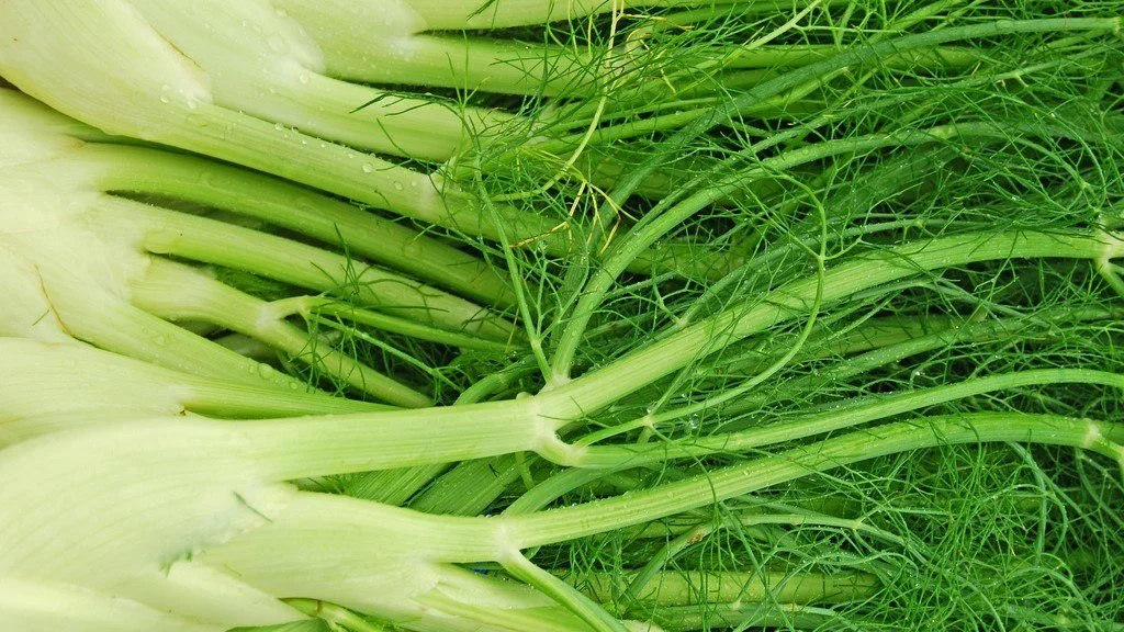 Close-up of fresh green fennel bulbs with their feathery fronds and stalks, water droplets on the surface.