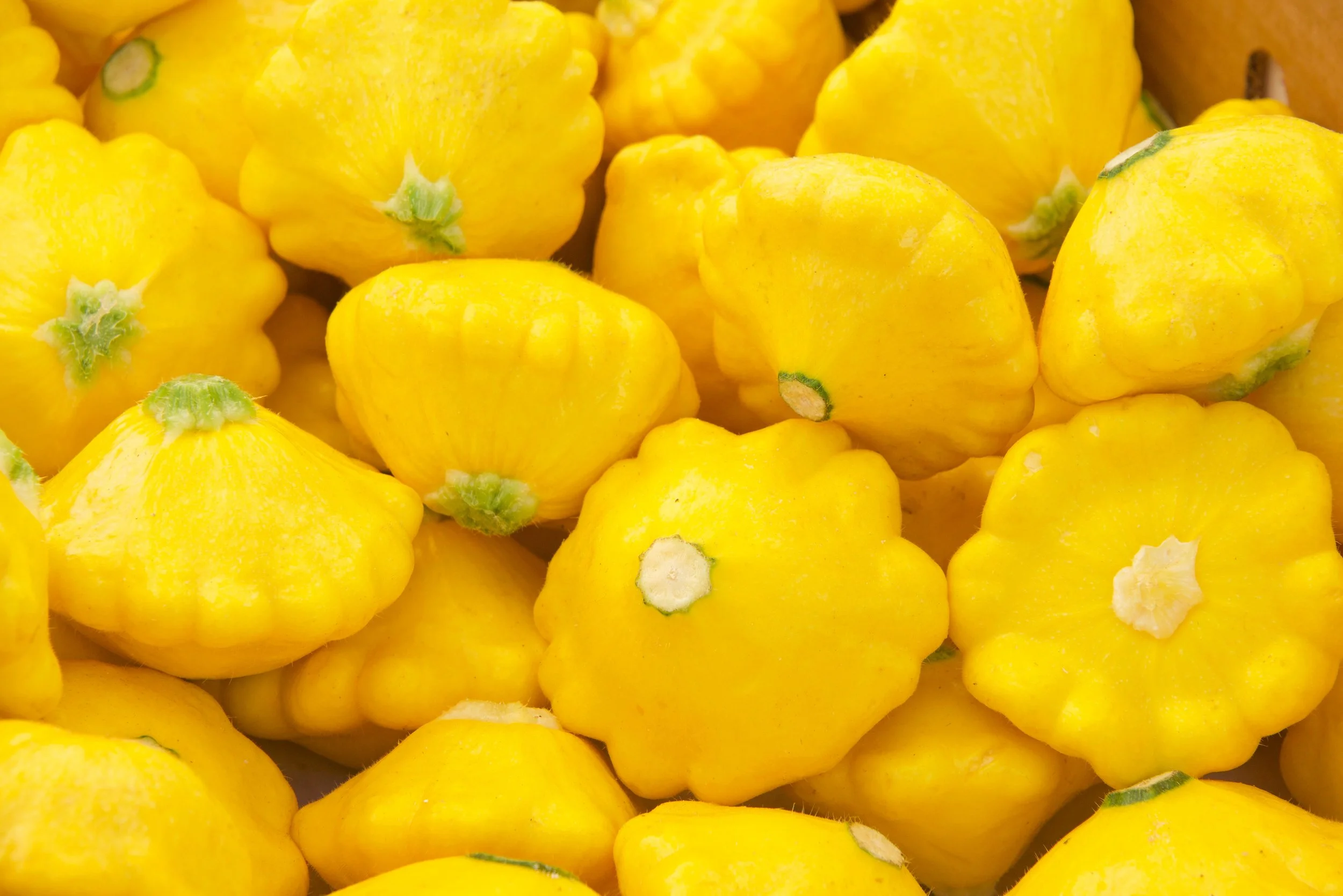Close-up of multiple yellow pattypan squashes.