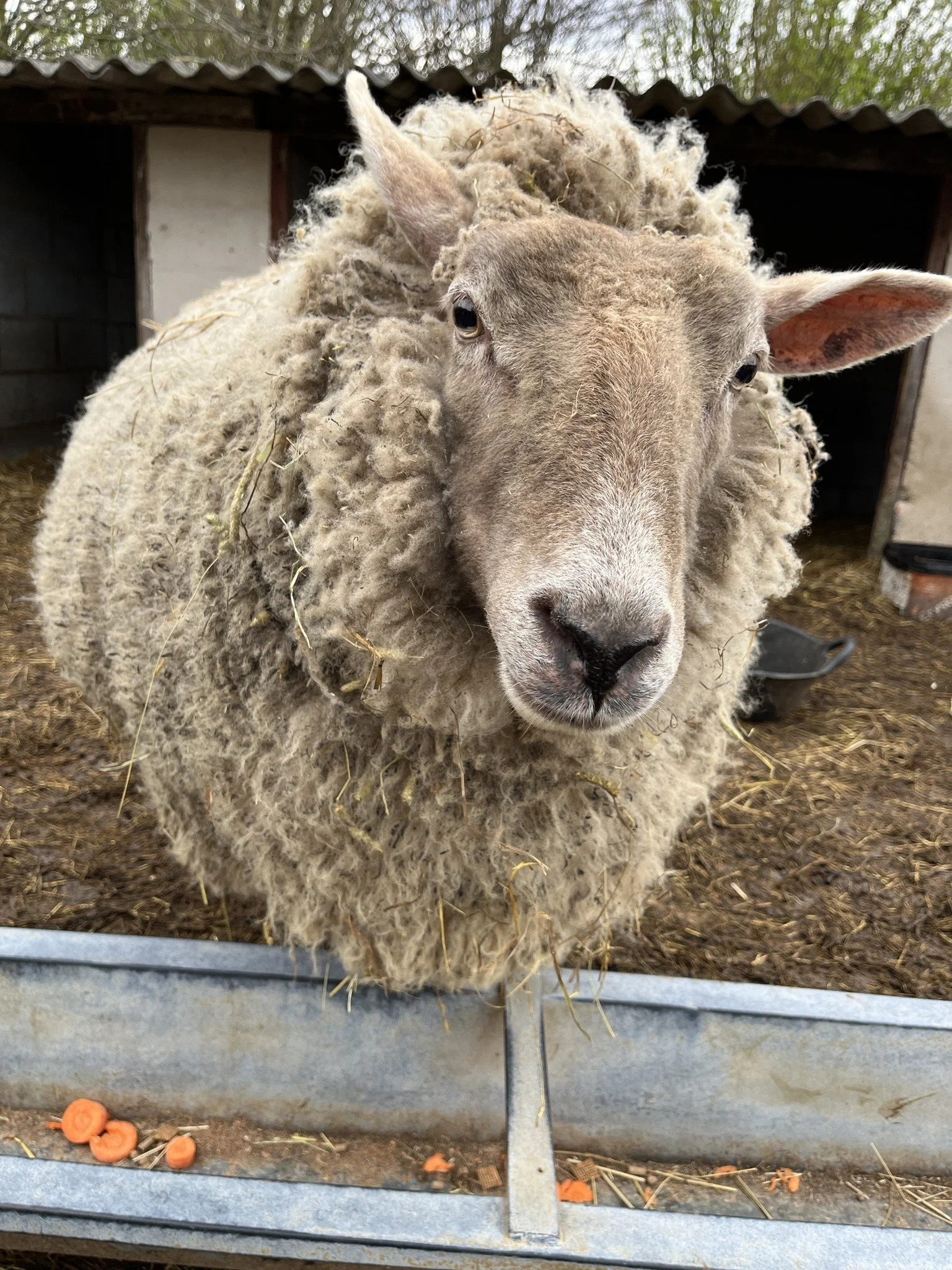 Close-up of a sheep with a thick, fluffy wool coat in a farm setting, with a barn and hay in the background.