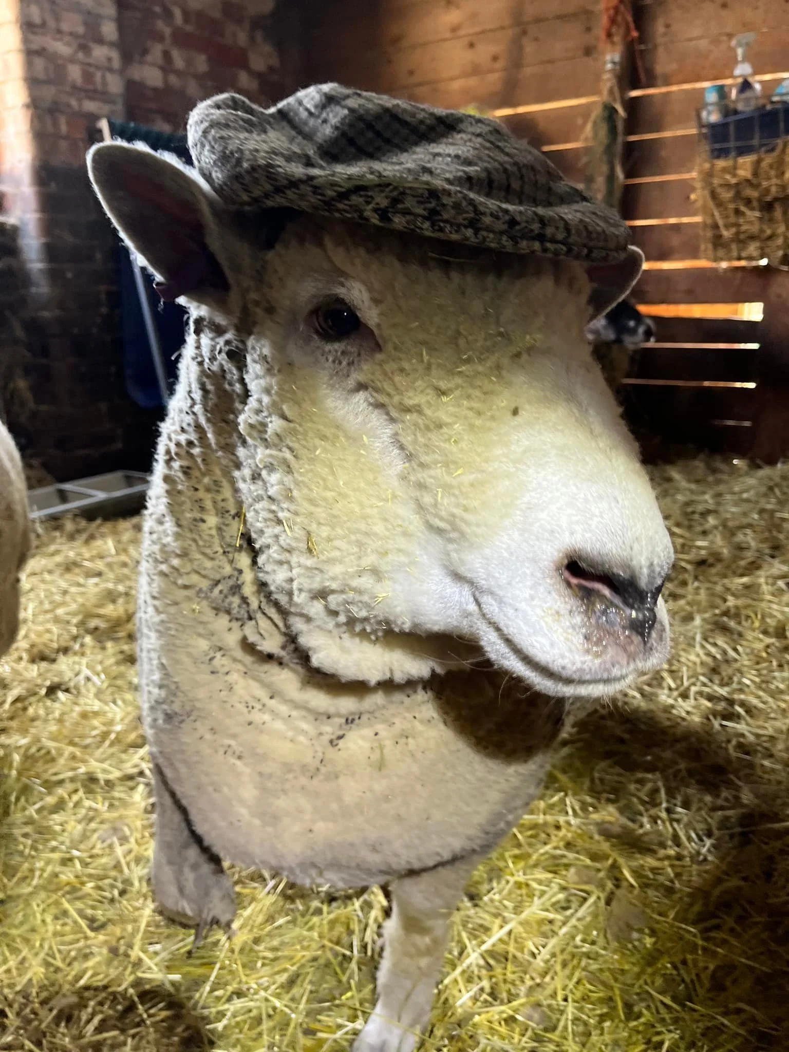 A sheep wearing a gray and black patterned flat cap, standing on straw inside a barn with wooden and brick walls.