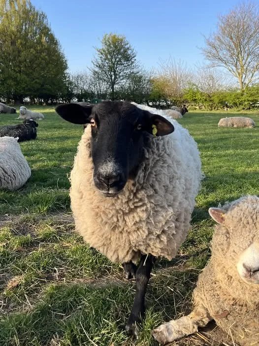 Close-up of a black-faced sheep with white wool in a grassy field, surrounded by other sheep and trees in the background.