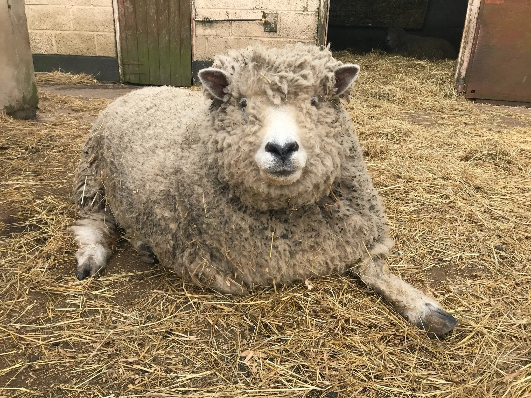 A sheep with thick, curly wool laying on straw inside a barn.