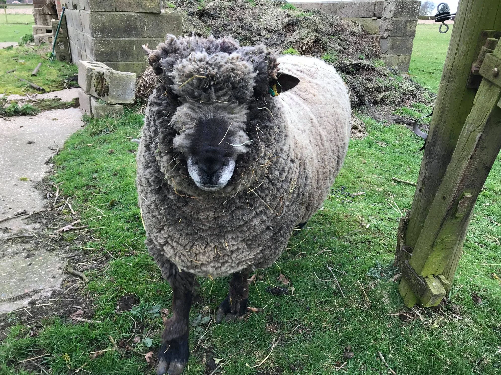 A sheep with thick, curly wool standing on grass next to a wooden post with a background of a brick wall and some gardening tools.