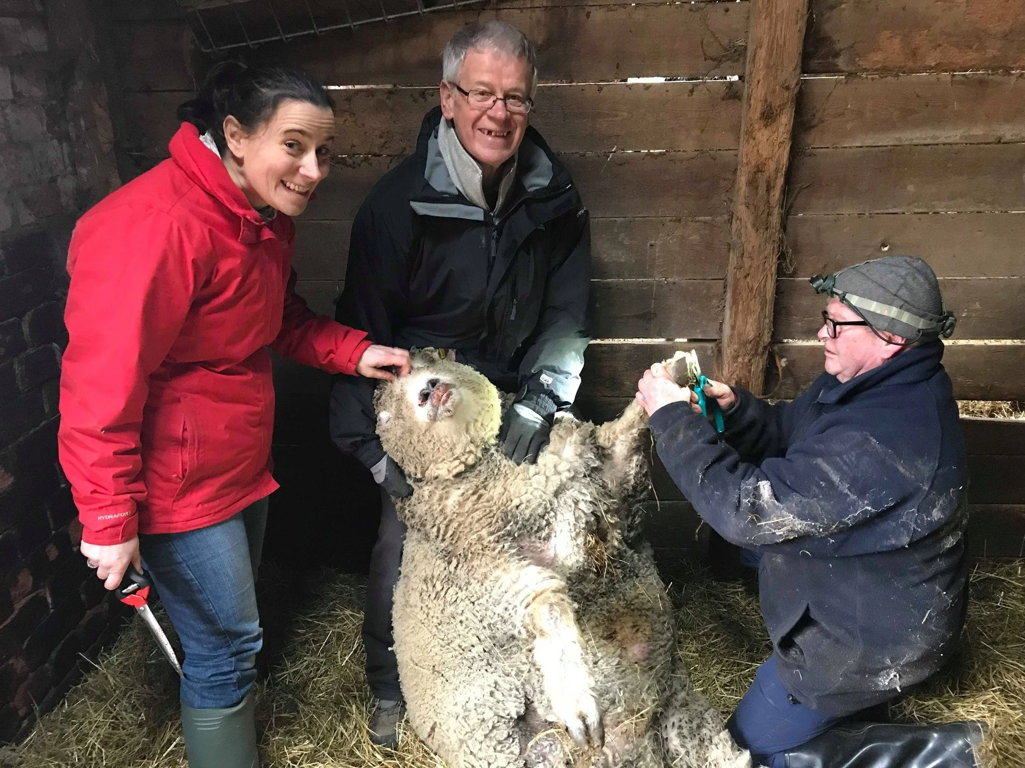 Three people and a sheep in a barn. The woman on the left is wearing a red jacket and green rubber boots, smiling at the camera. The man in the middle is holding the sheep’s head, wearing glasses and a black jacket. The person on the right, also in dark clothing and glasses, is tending to the sheep’s leg with a medical tool. The sheep is lying on its back on a bed of straw.