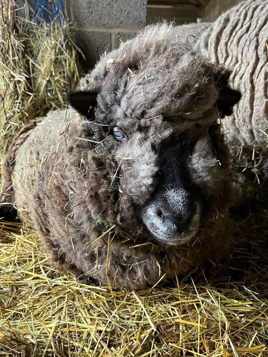 A sheep lying down on a bed of straw, with thick, curly wool and black facial features, in a farm setting.