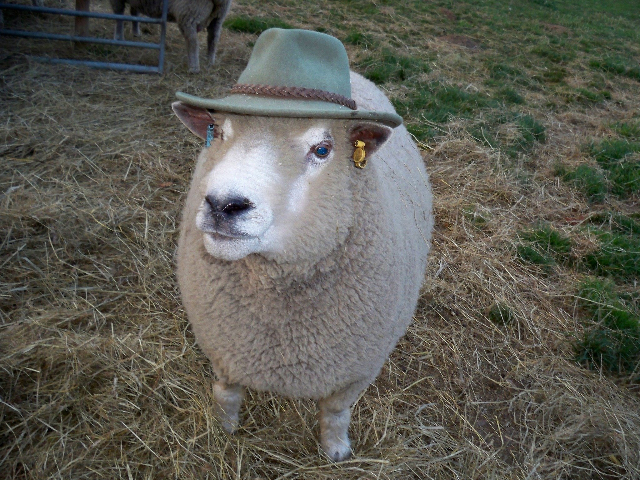 A sheep wearing a green hat with a brown band.