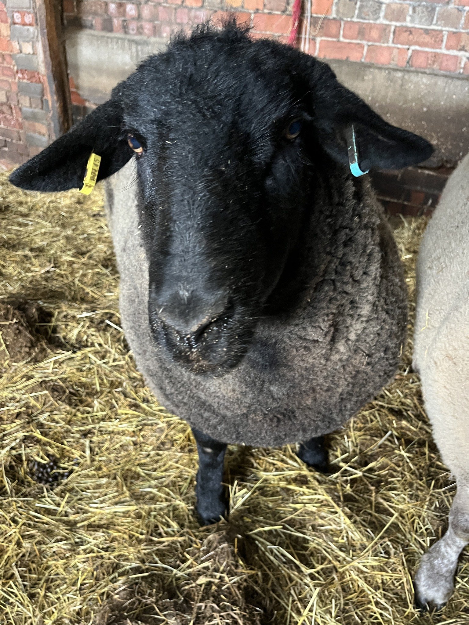 A black sheep with a woolly coat stands on straw bedding inside a barn.