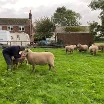Person herding sheep on a grassy field with houses and trees in the background.