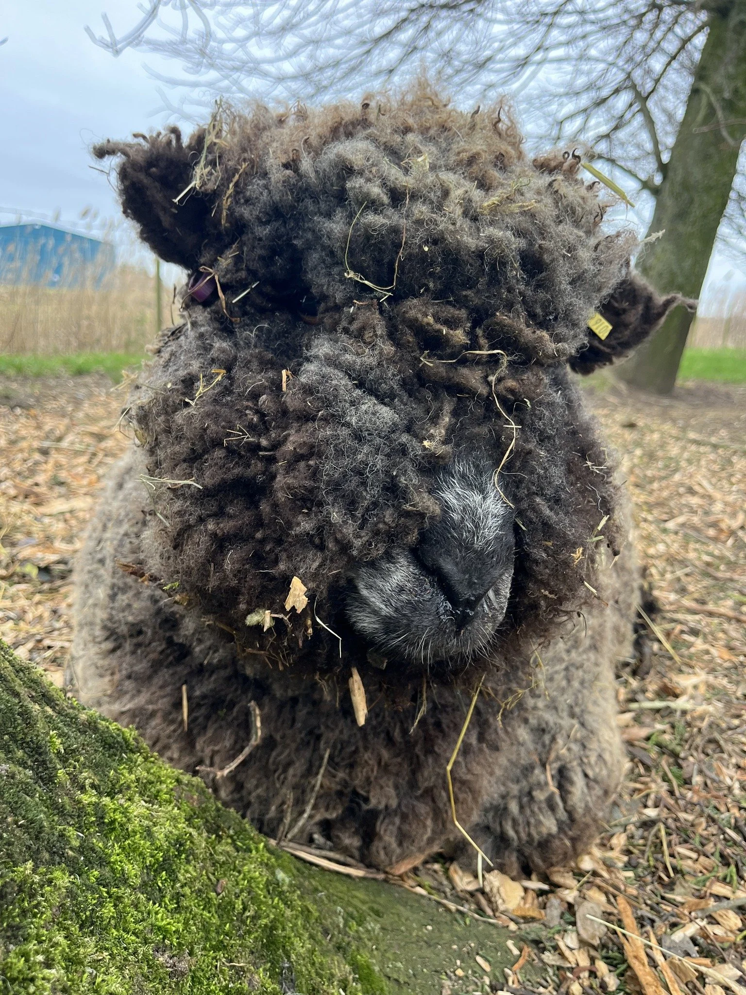 Close-up photo of a sheep with curly, matted wool, covered in bits of straw and debris, lying on the ground in a wooded area.