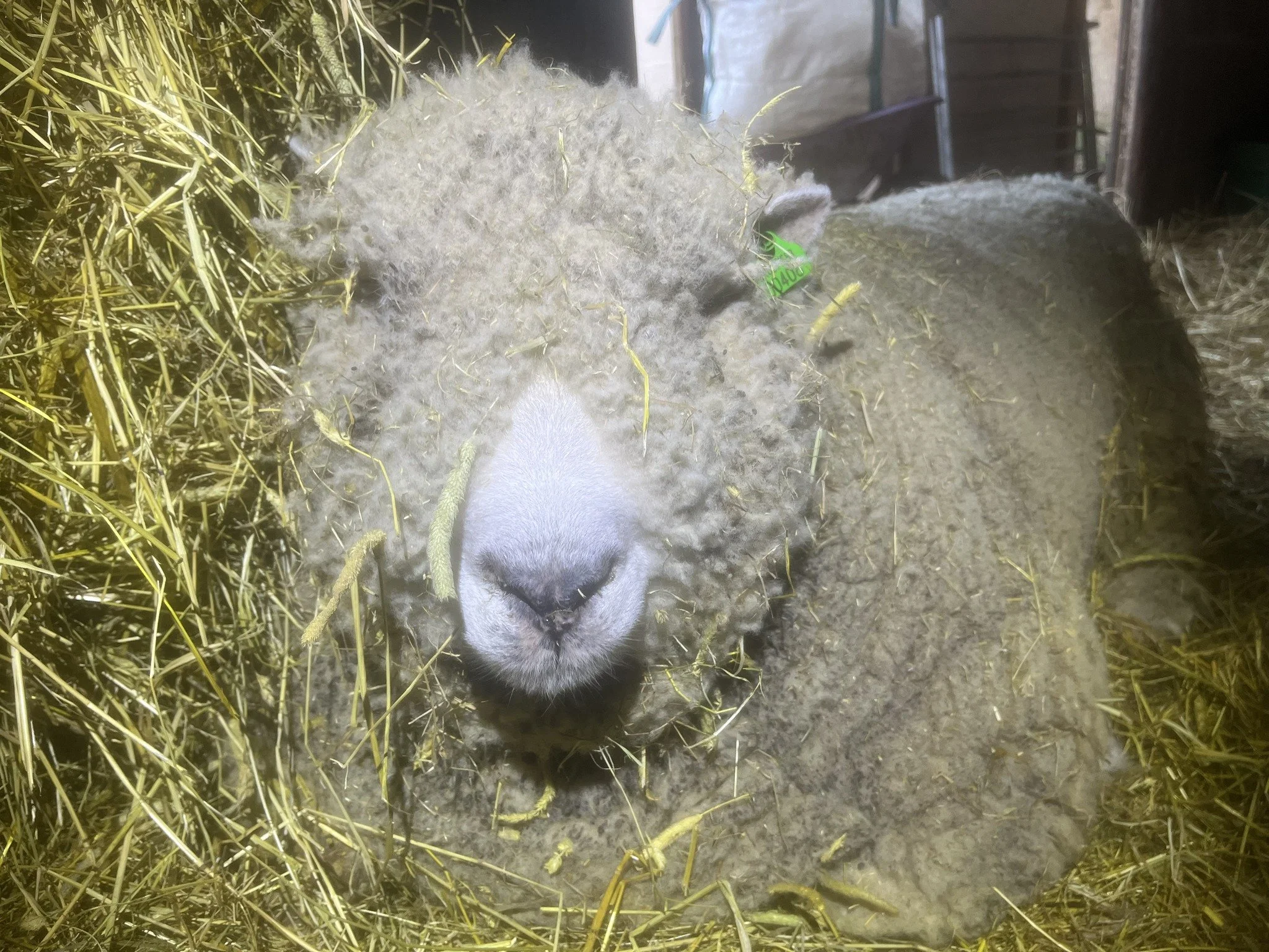 Close-up of a sheep's face and wool, with hay surrounding it. The sheep's nose and mouth are visible, and it is lying on a bed of hay and straw.