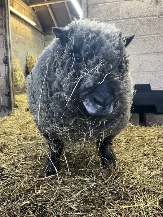 A black sheep standing on straw in a barn, looking at the camera with some hay on its face.