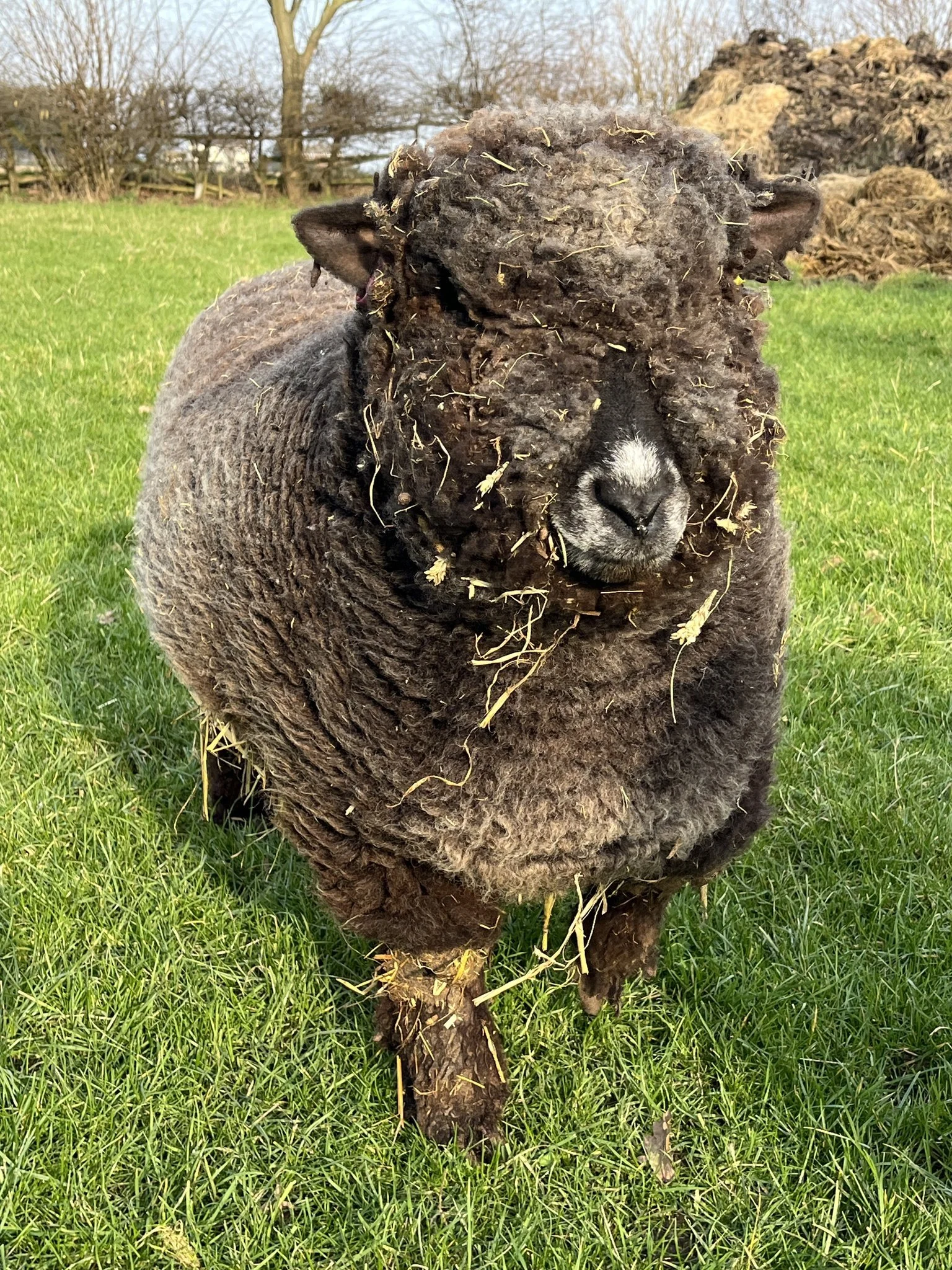 A black sheep standing on a grassy field, with some hay or straw on its face and head.