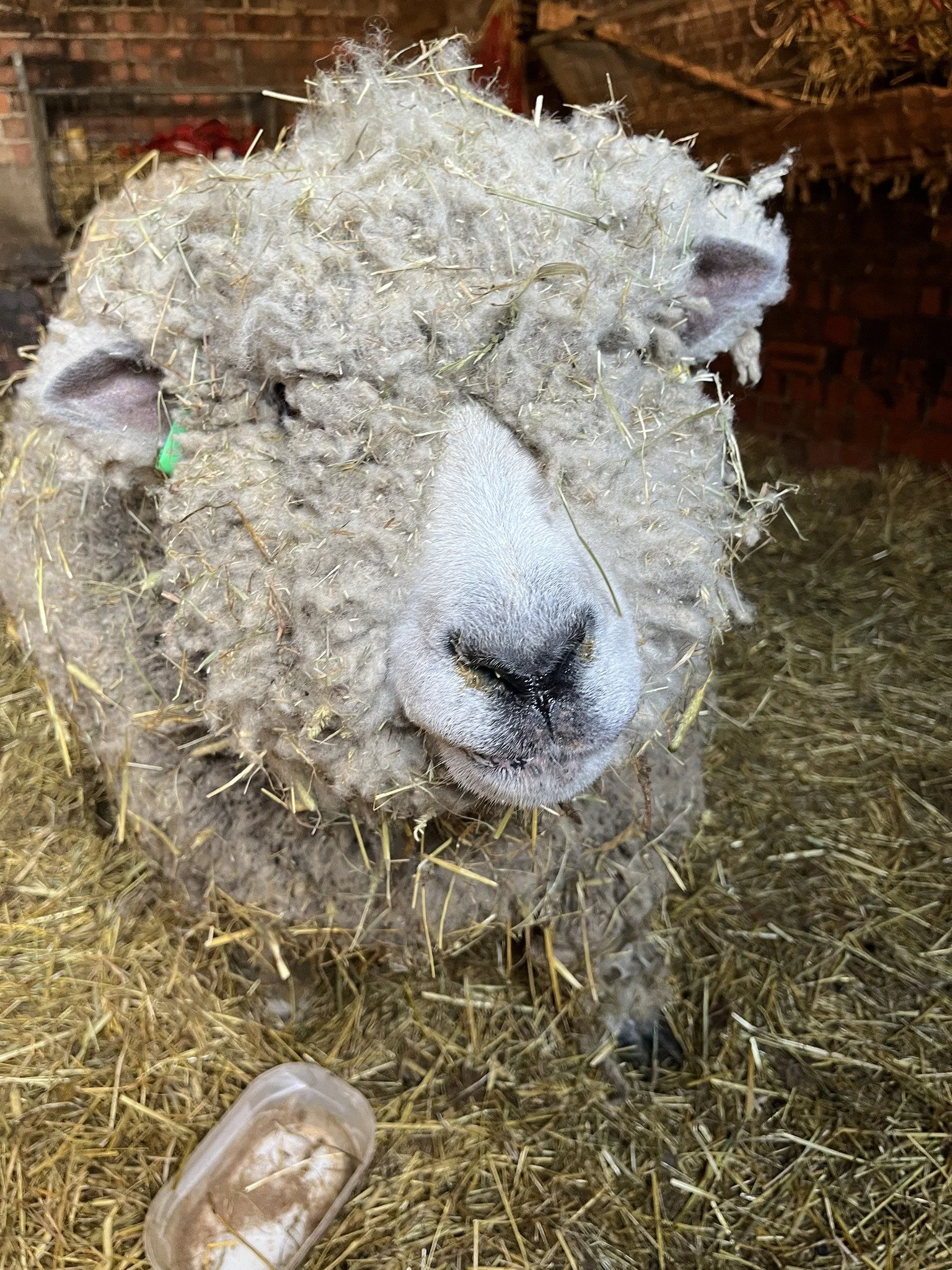 A fluffy sheep covered in hay with a bit of hay hanging around its nose, standing on straw inside a barn.