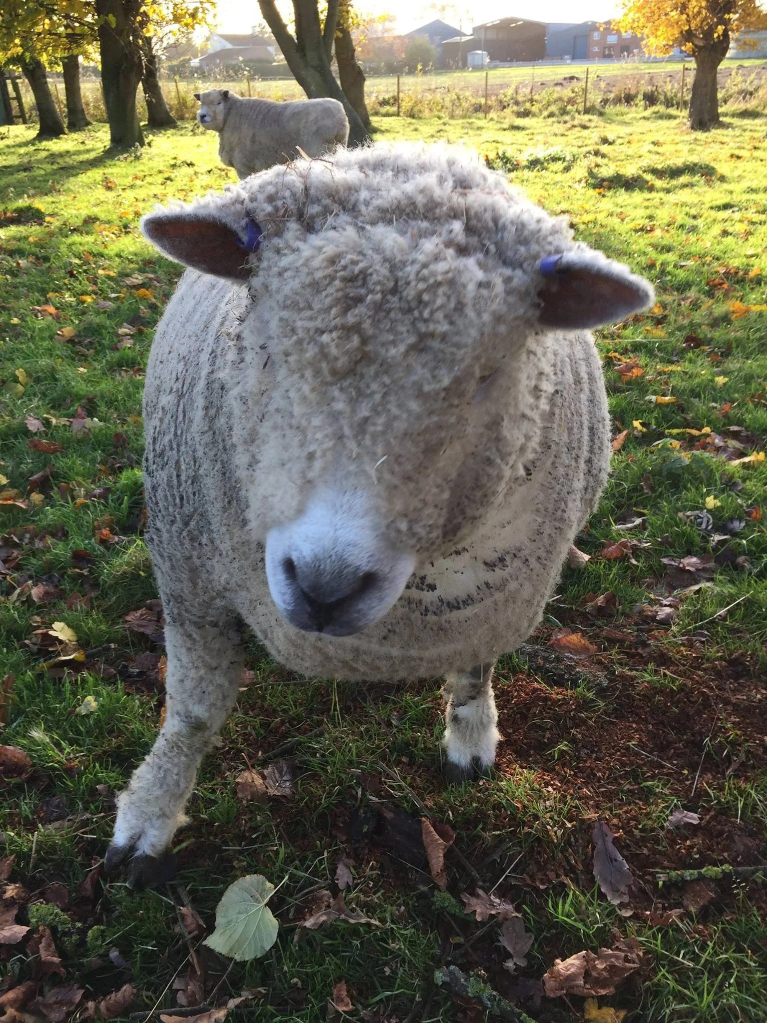 Close-up of a sheep with curly wool and looking directly at the camera, standing on grass with fallen leaves. A smaller sheep is in the background among trees.