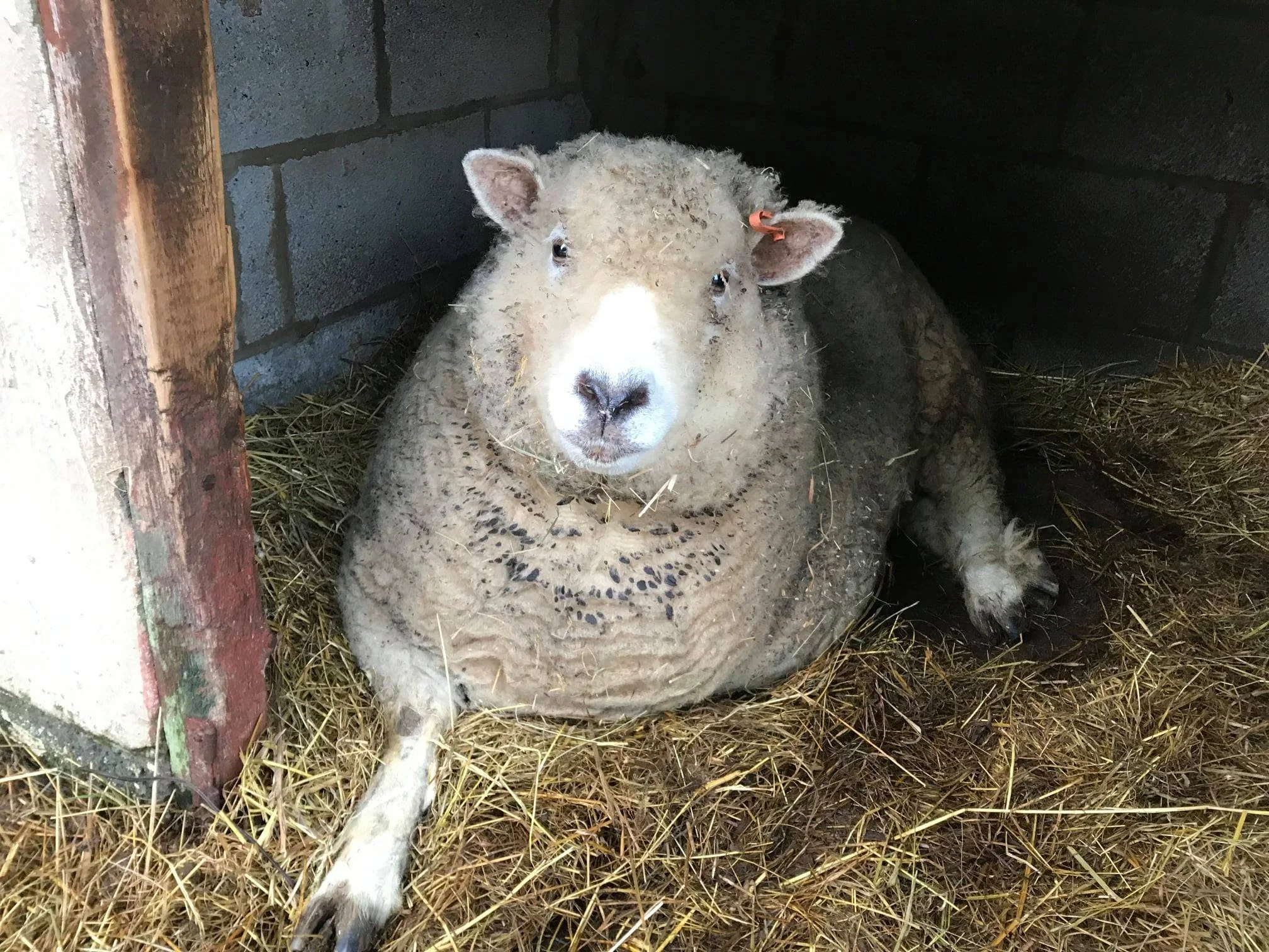 A sheep lying on hay in a barn, with a mix of cream and gray wool and a white face.