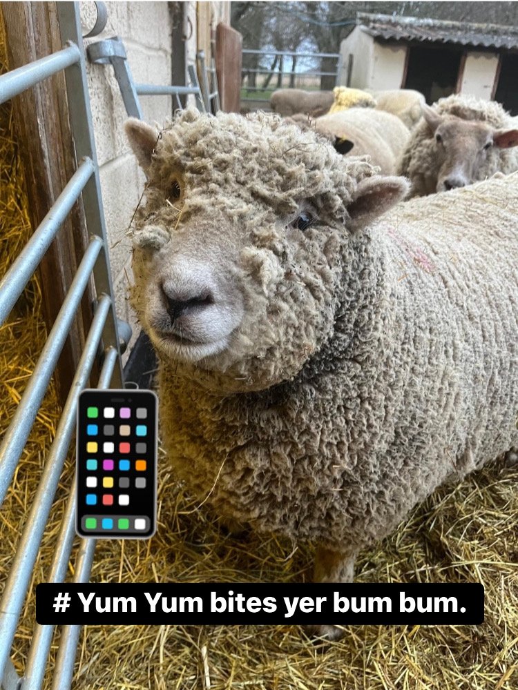 Close-up of a sheep with curly wool behind a metal fence in a barnyard, with other sheep in the background and a shed with trees beyond.