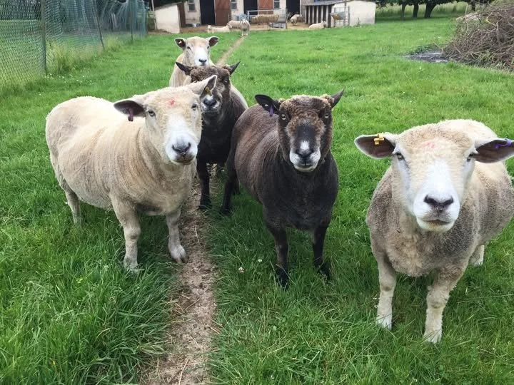 Five sheep standing on a grassy field, with buildings and trees in the background.
