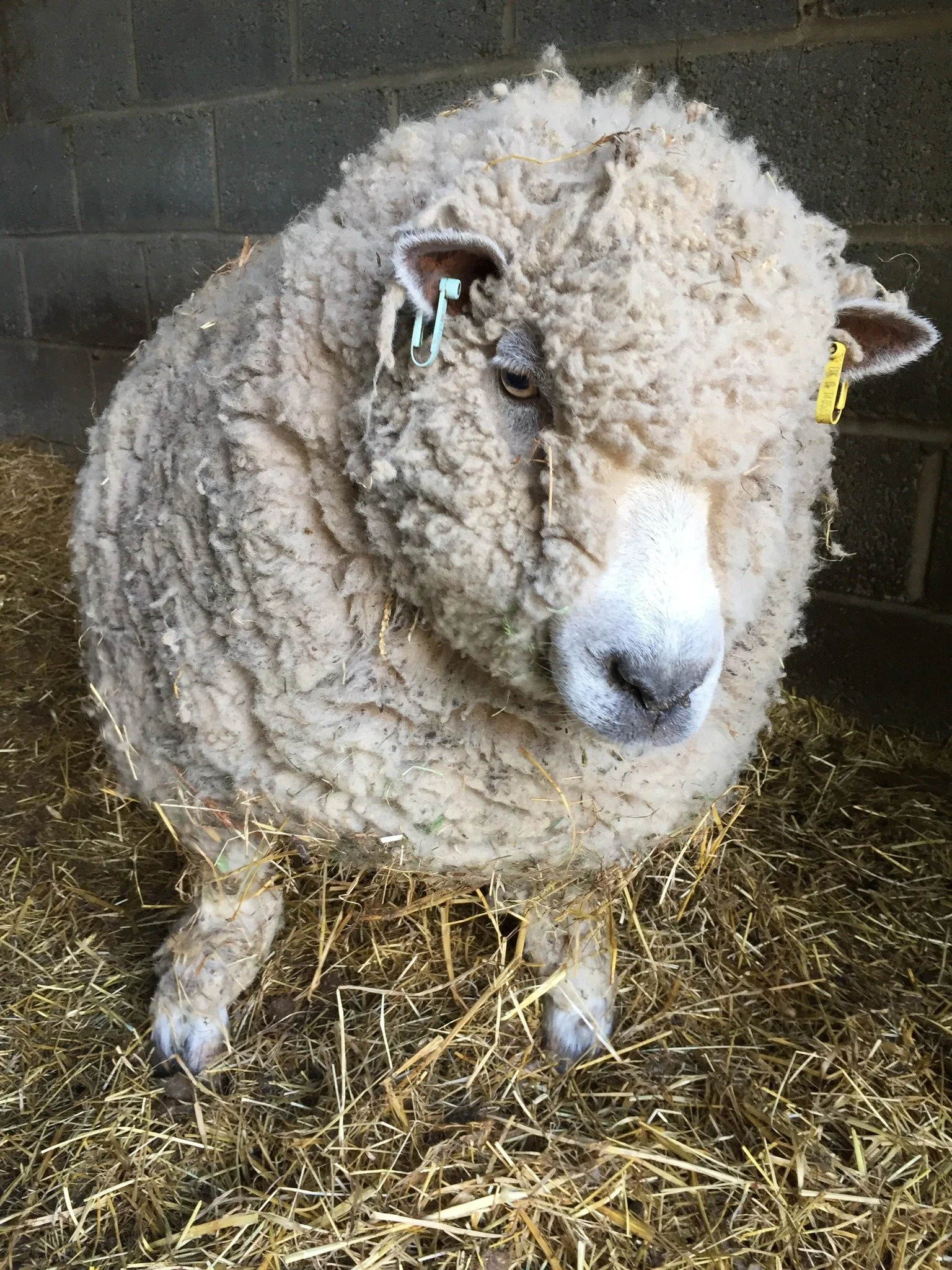 A sheep with thick, curly wool standing on hay in a barn.