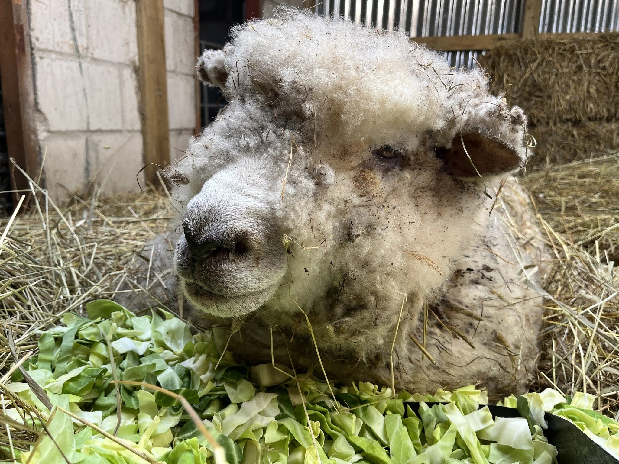 A sheep with matted wool and dirt lying on hay and chopped greens inside a barn.