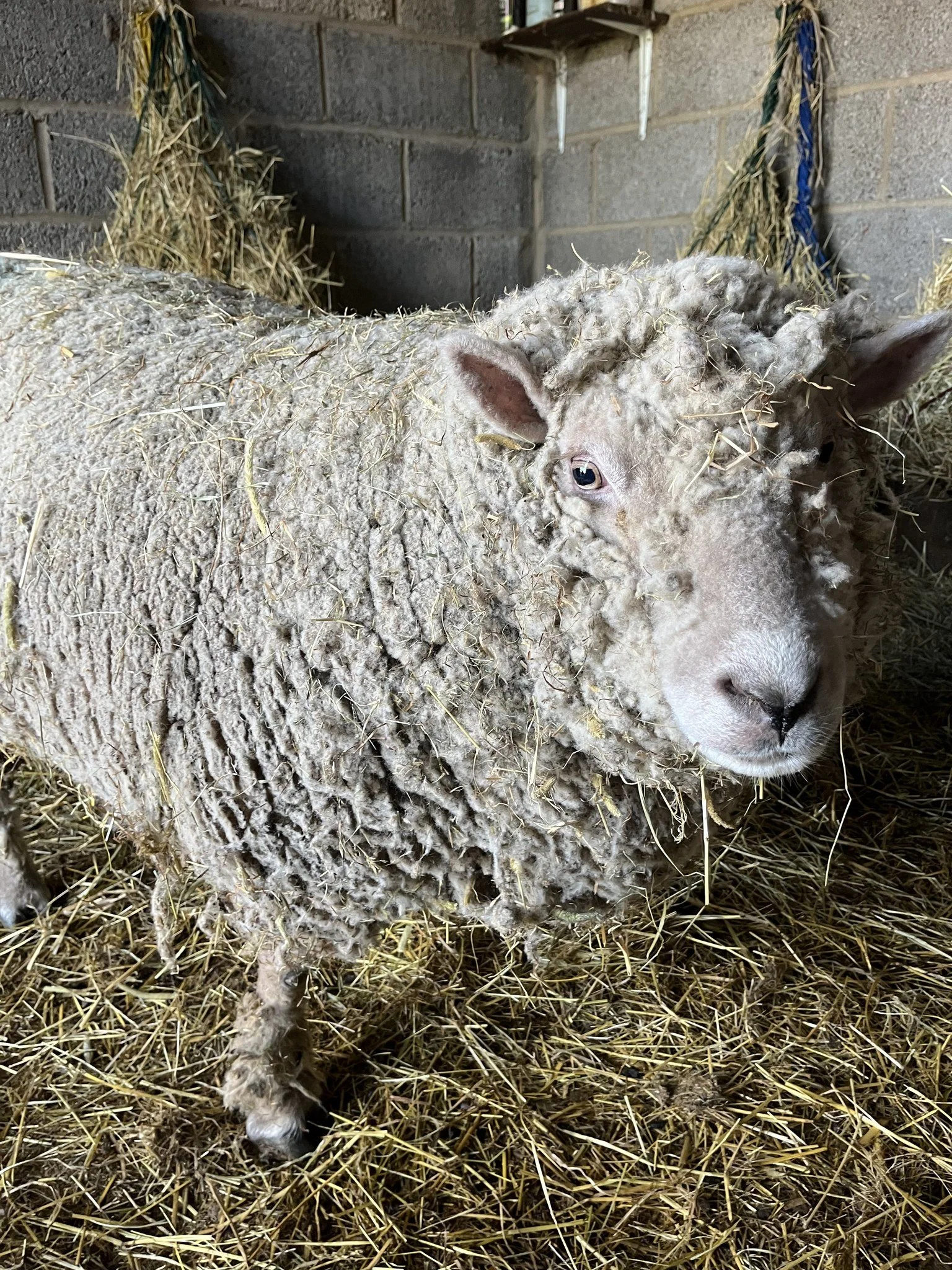 A sheep with curly wool standing on straw inside a barn or stable.