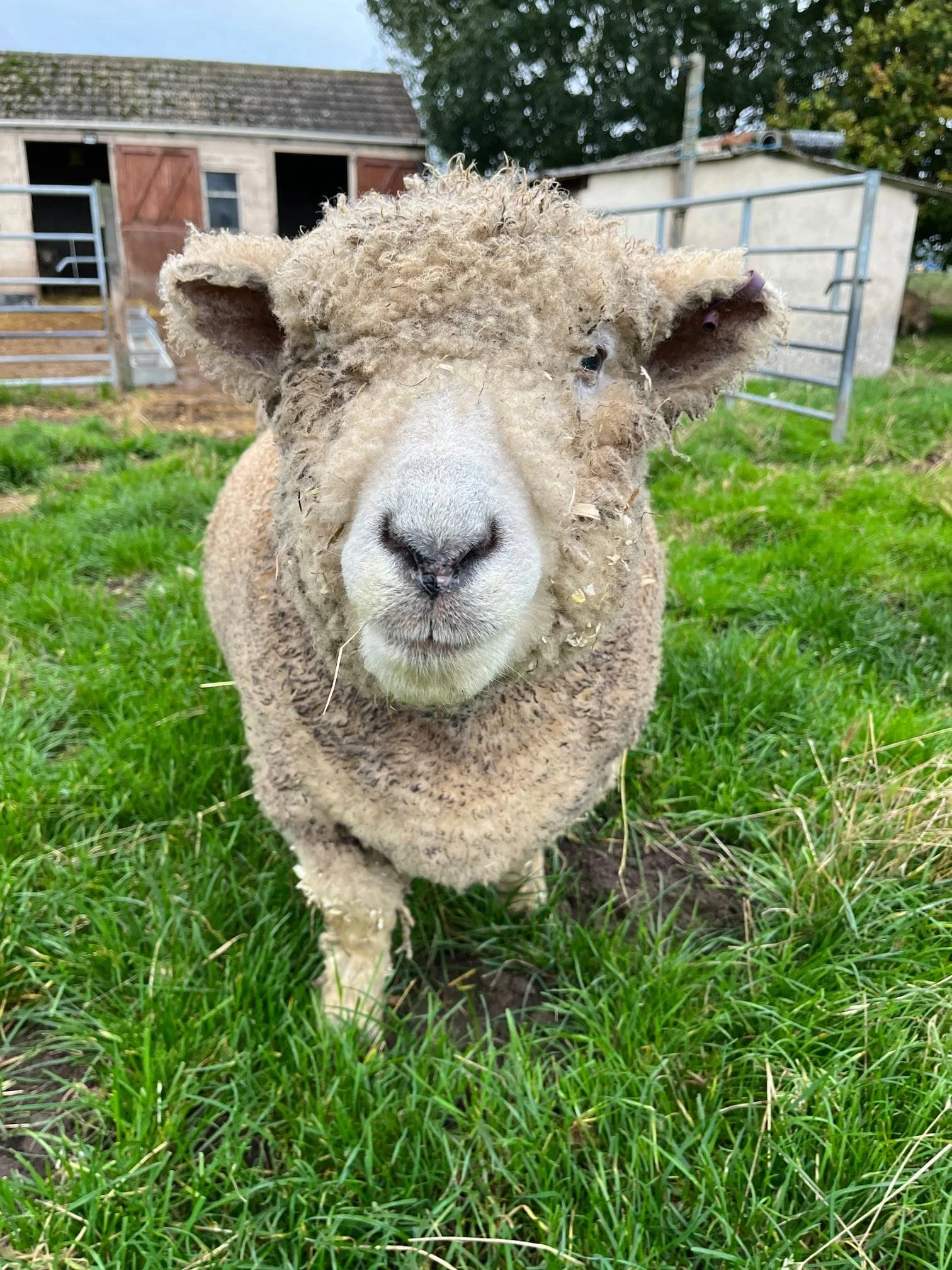 Close-up of a sheep with curly wool and a curious expression, standing on green grass in a farmyard with barns and trees in the background.