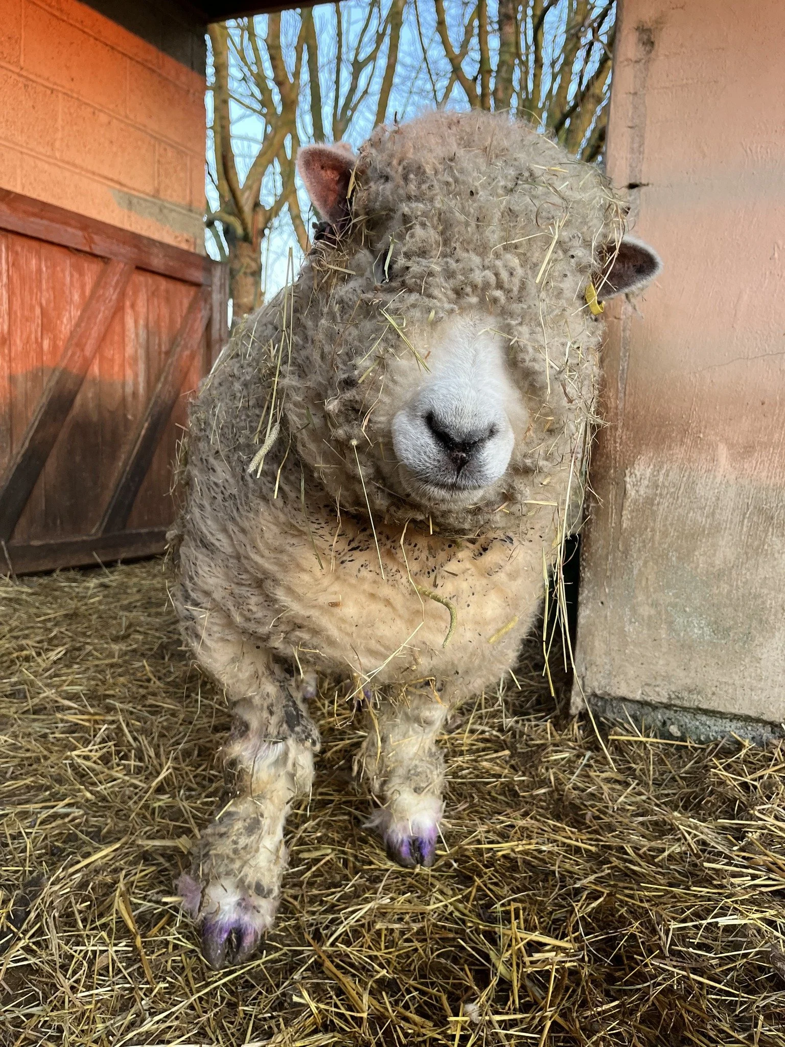 Close-up of a sheep with a fluffy, dirty coat covered in straw, standing on a bed of straw, with a barn and trees in the background.