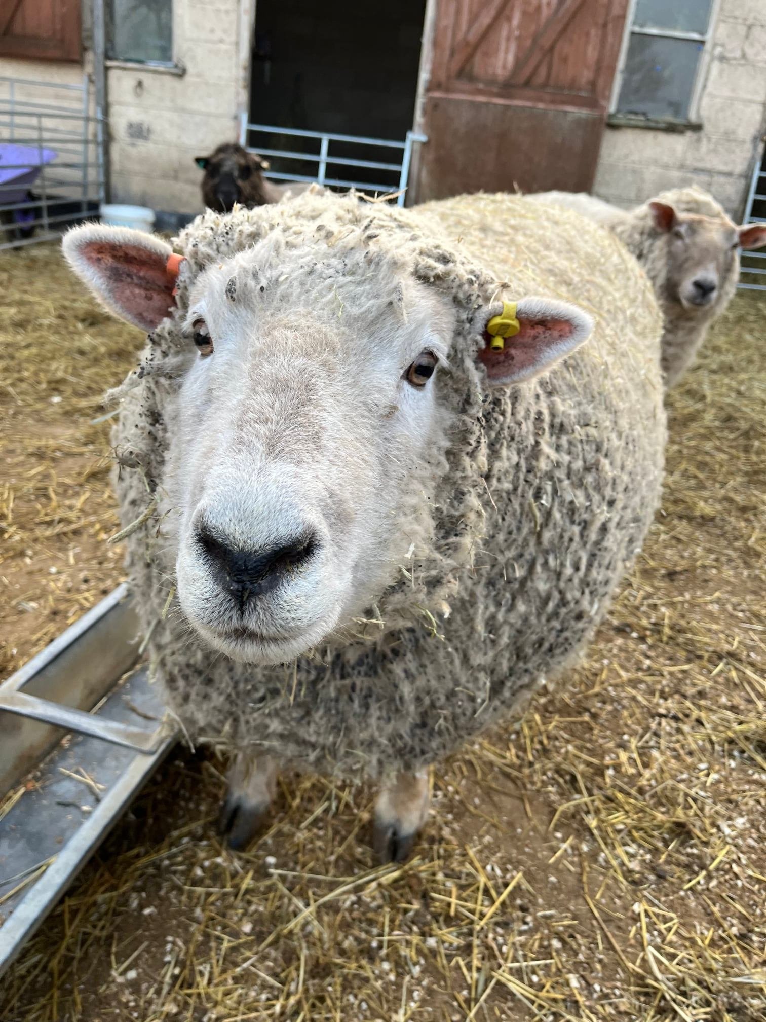 Close-up of a sheep with a curious expression, standing on straw inside a barn with other sheep in the background.