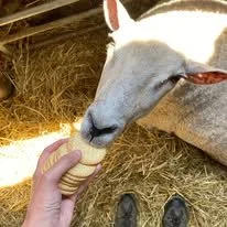 Person feeding a white goat a yellow apple inside a barn with hay on the ground.