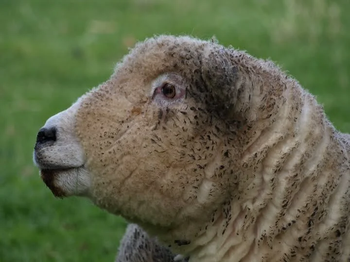 Close-up of a sheep with curly wool and a human-like profile, standing outdoors on green grass.