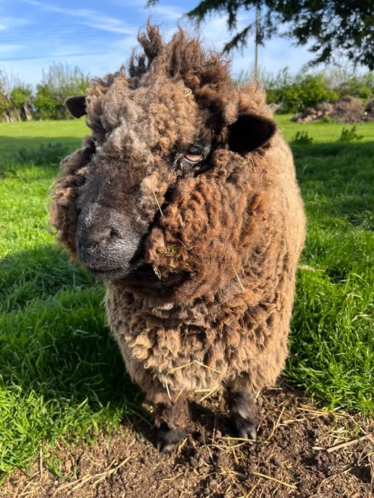 A small brown and black sheep with a fluffy coat standing on grass outdoors.