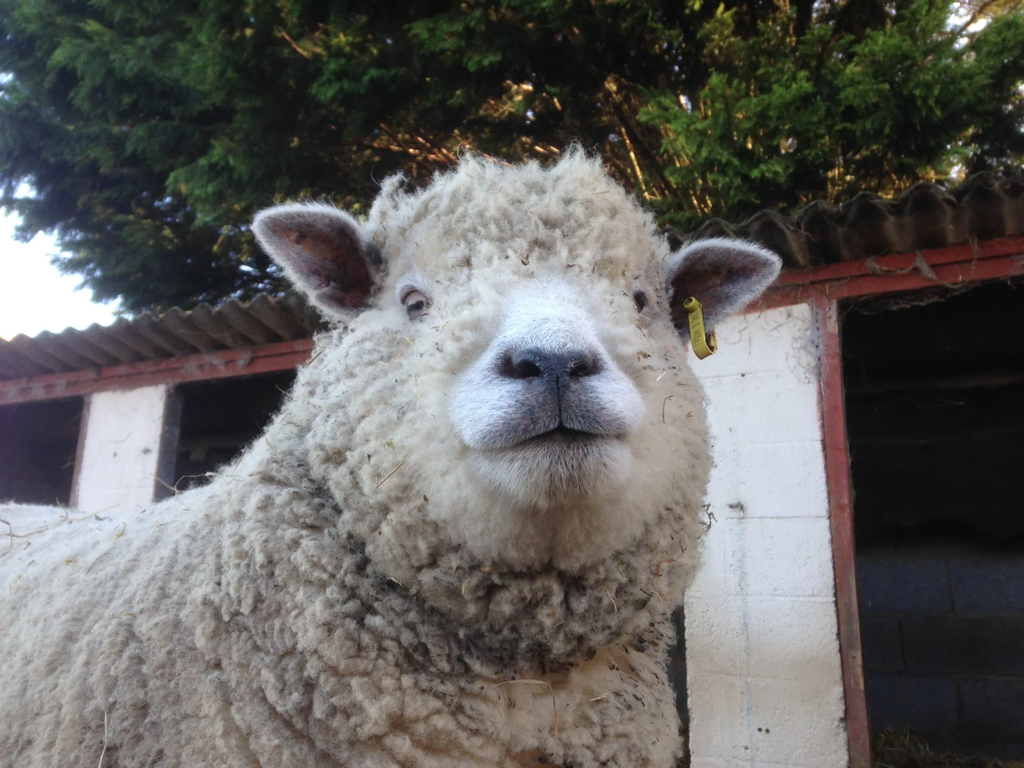 Close-up of a sheep with a white, woolly coat and a tag on its left ear, standing in front of a barn with trees in the background.