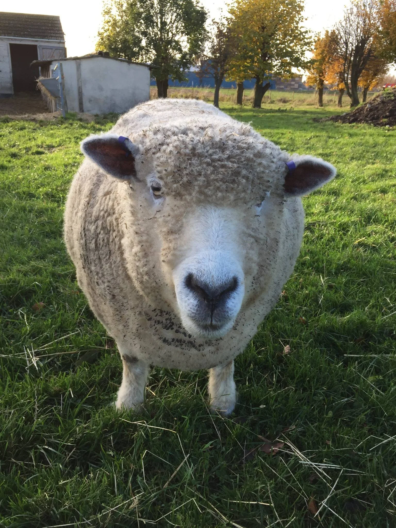Close-up of a sheep standing on green grass, with trees and a small shed in the background.