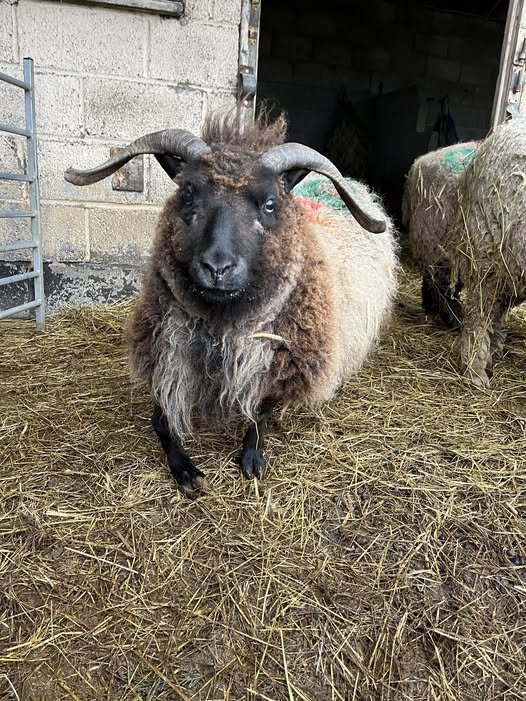 A sheep with curved horns and a woolly coat standing inside a barn on a bed of straw.