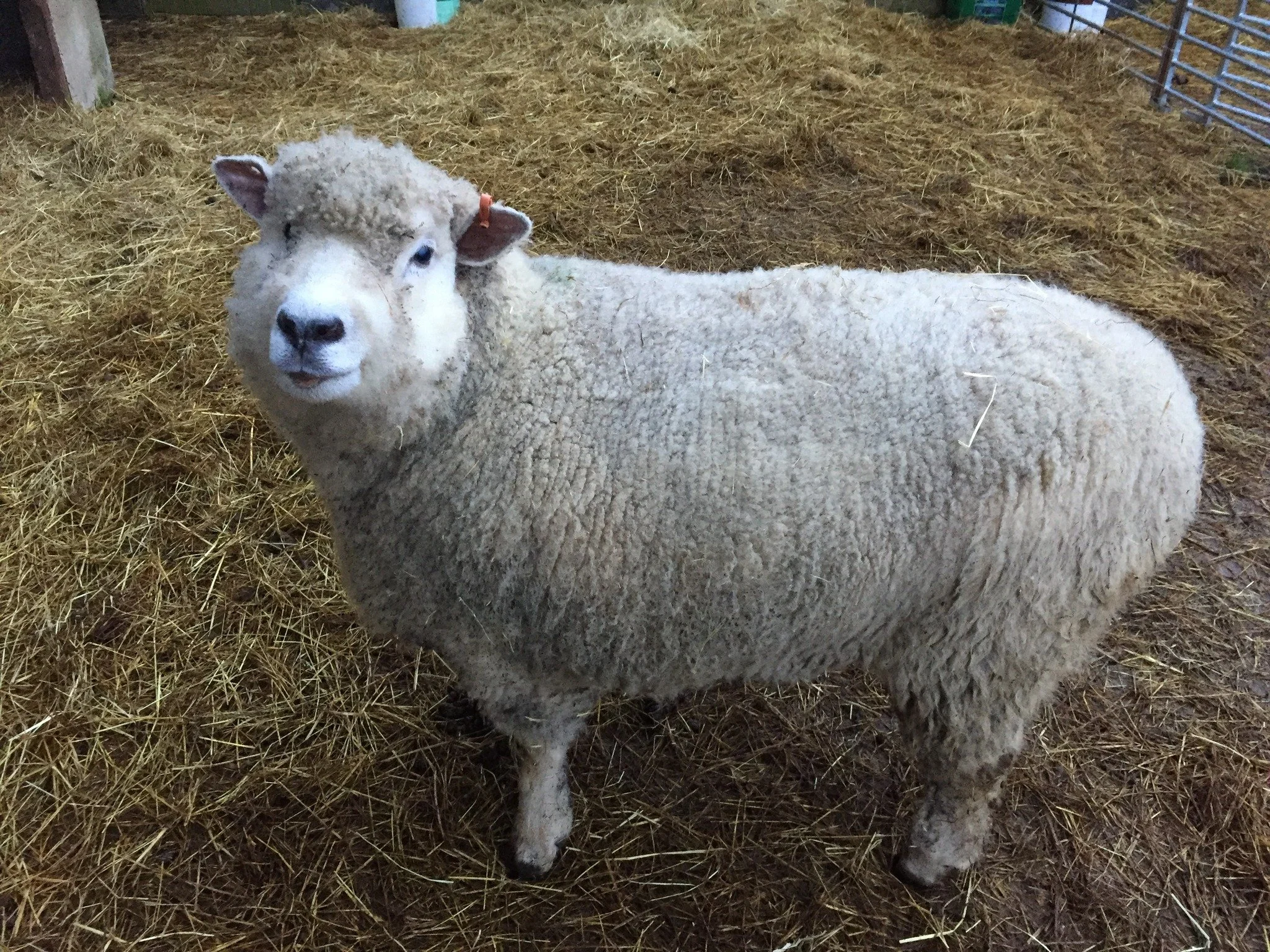 A sheep standing on straw inside a pen with some farm equipment in the background.