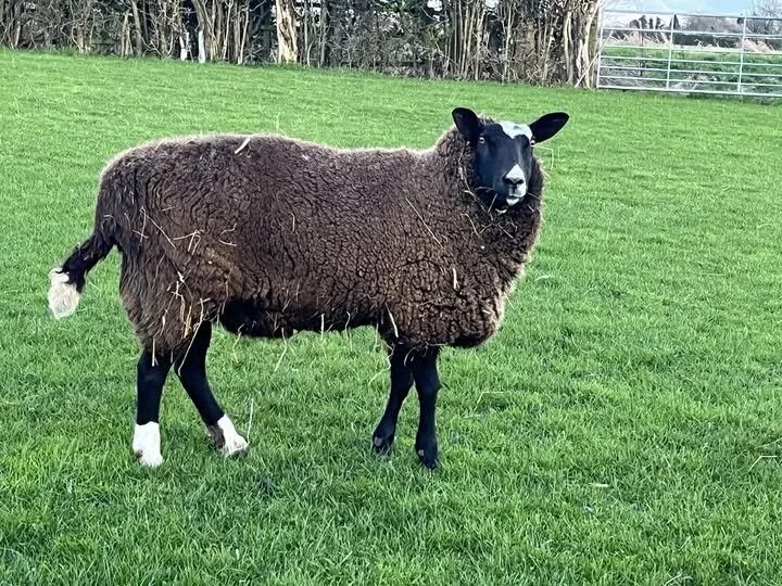A sheep with the body of a goat in a green field.