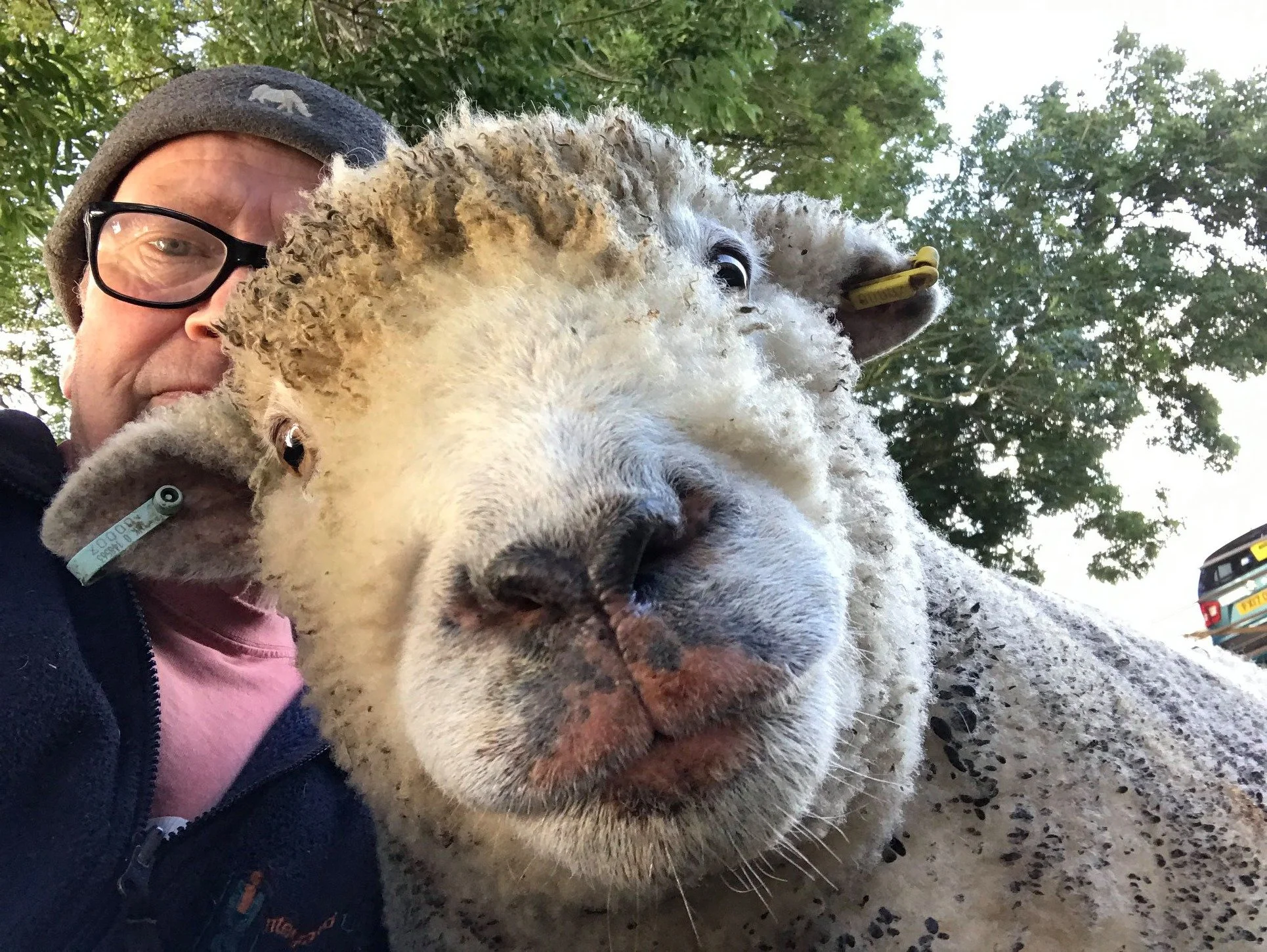 A man taking a close-up selfie with a large sheep with white and black wool, and the man's face with glasses and a beanie.