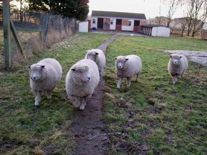 Five sheep walking along a dirt path in a farm yard, with a house and trees in the background.